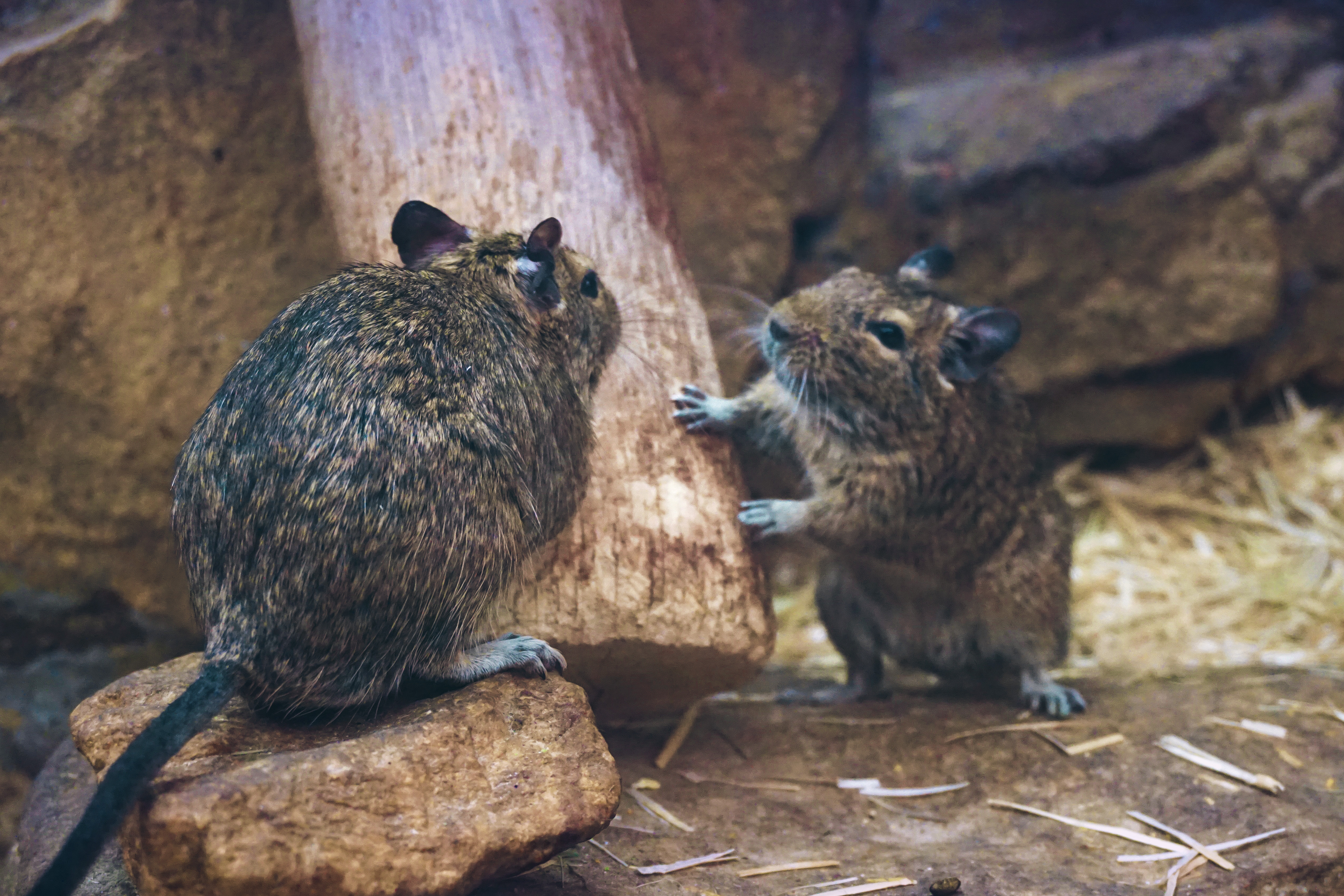 Mouse Rodent Zoo 5076x3384