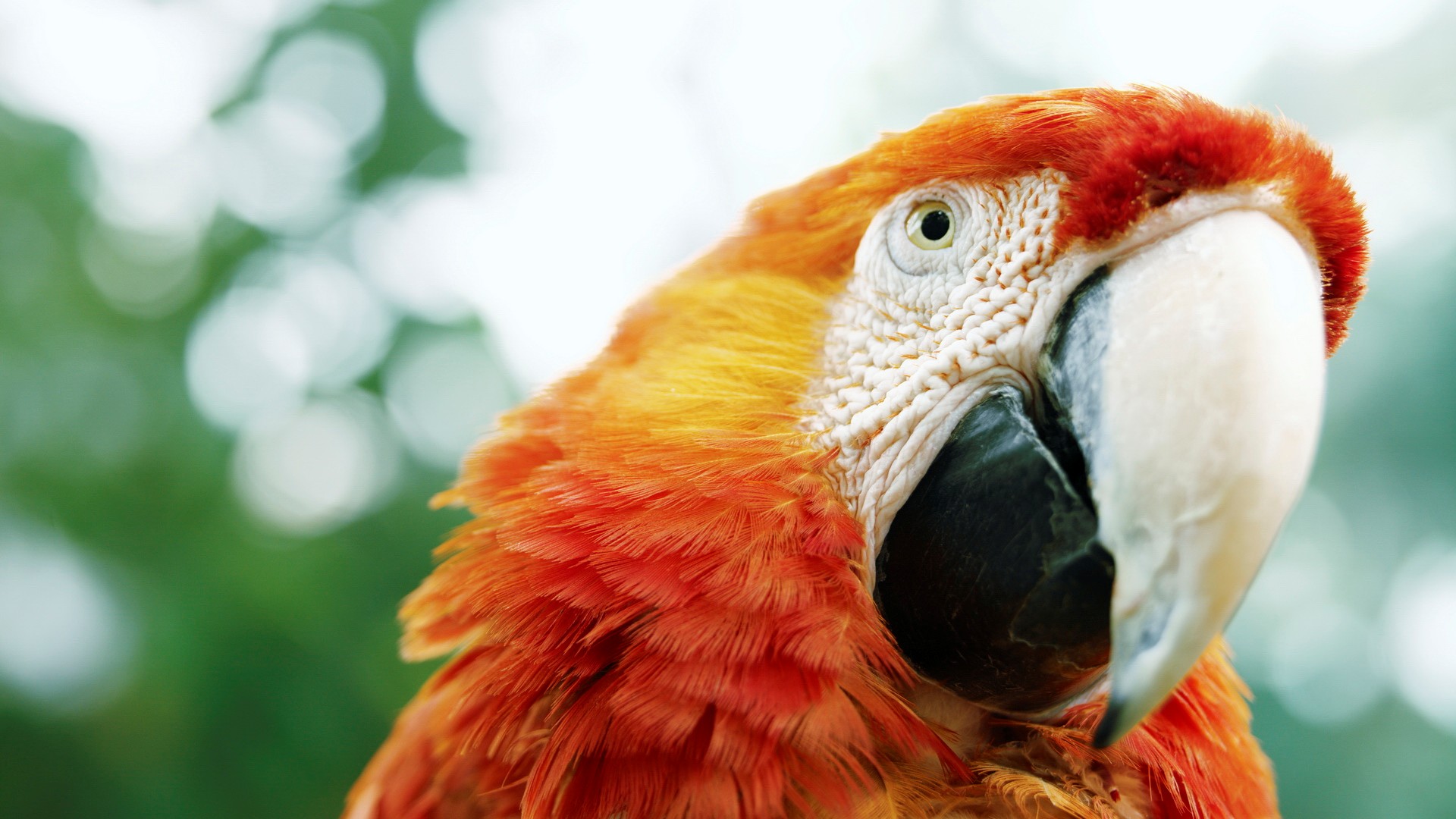 Animal Macaw 1920x1080