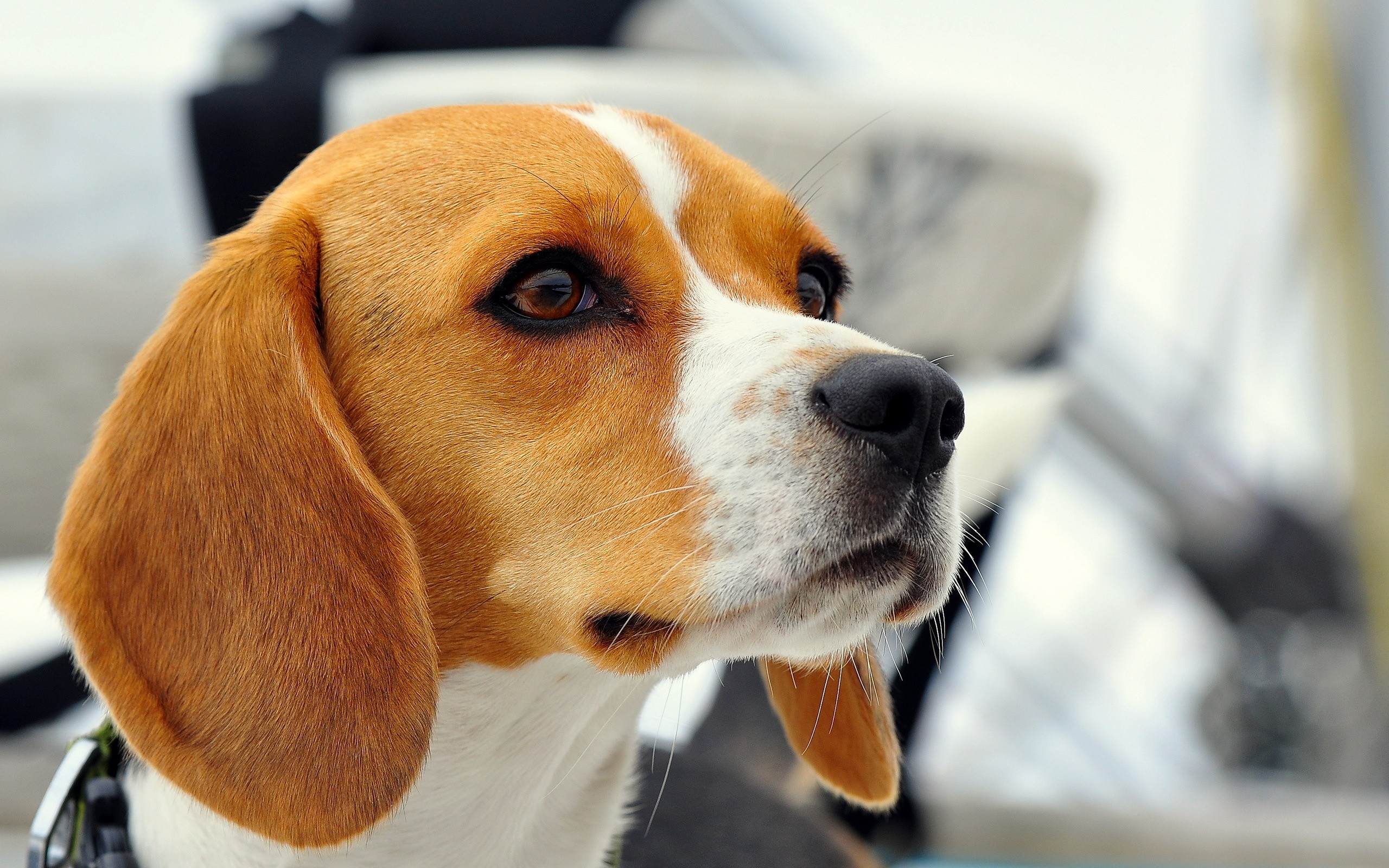 Animal Beagle Dog Face Muzzle 2560x1600