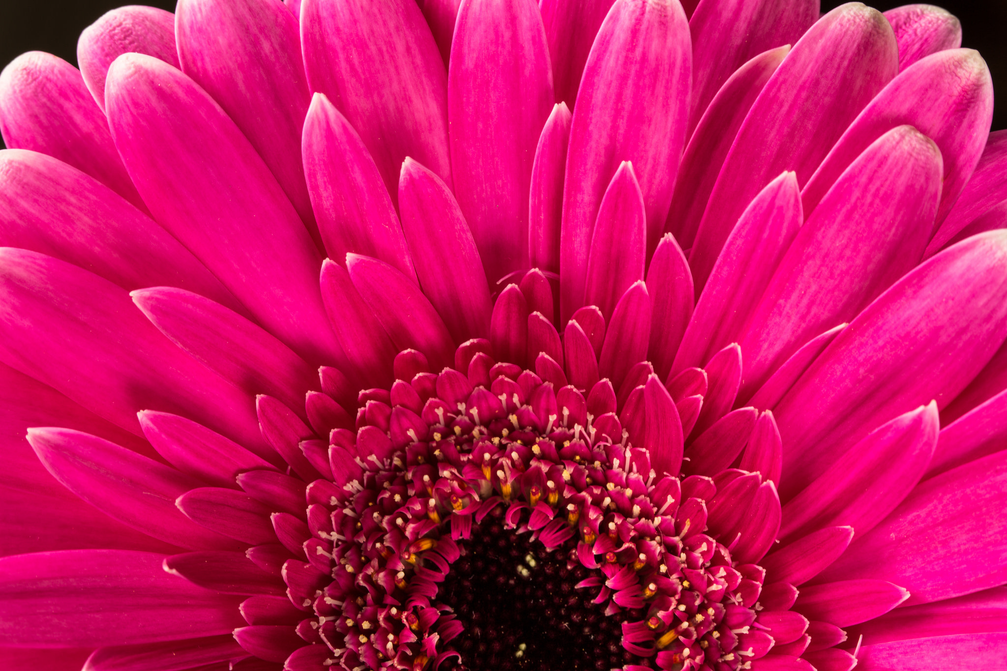 Flower Gerbera Macro Pink Flower 2048x1365