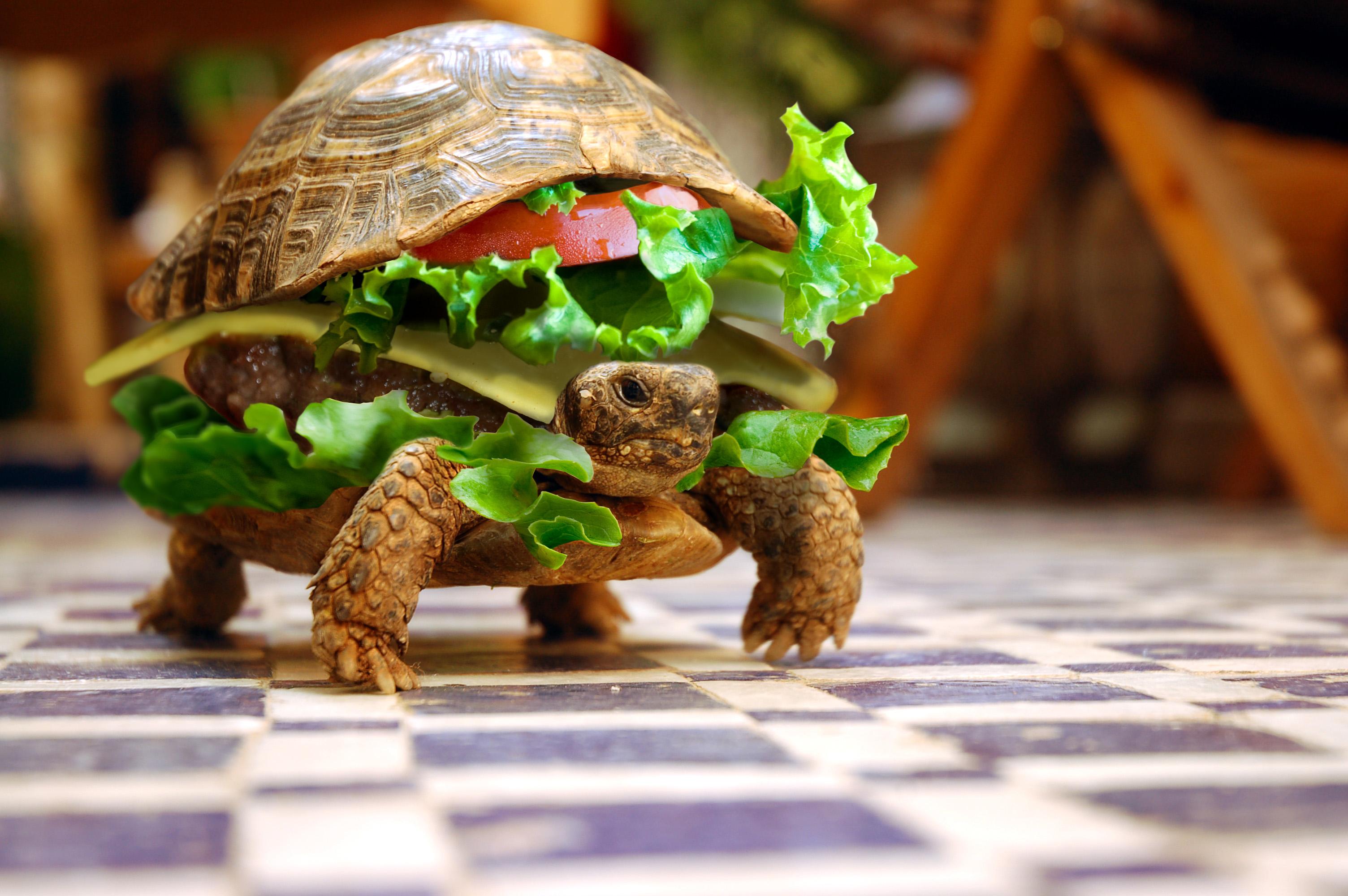 Sandwich Turtle 3008x2000