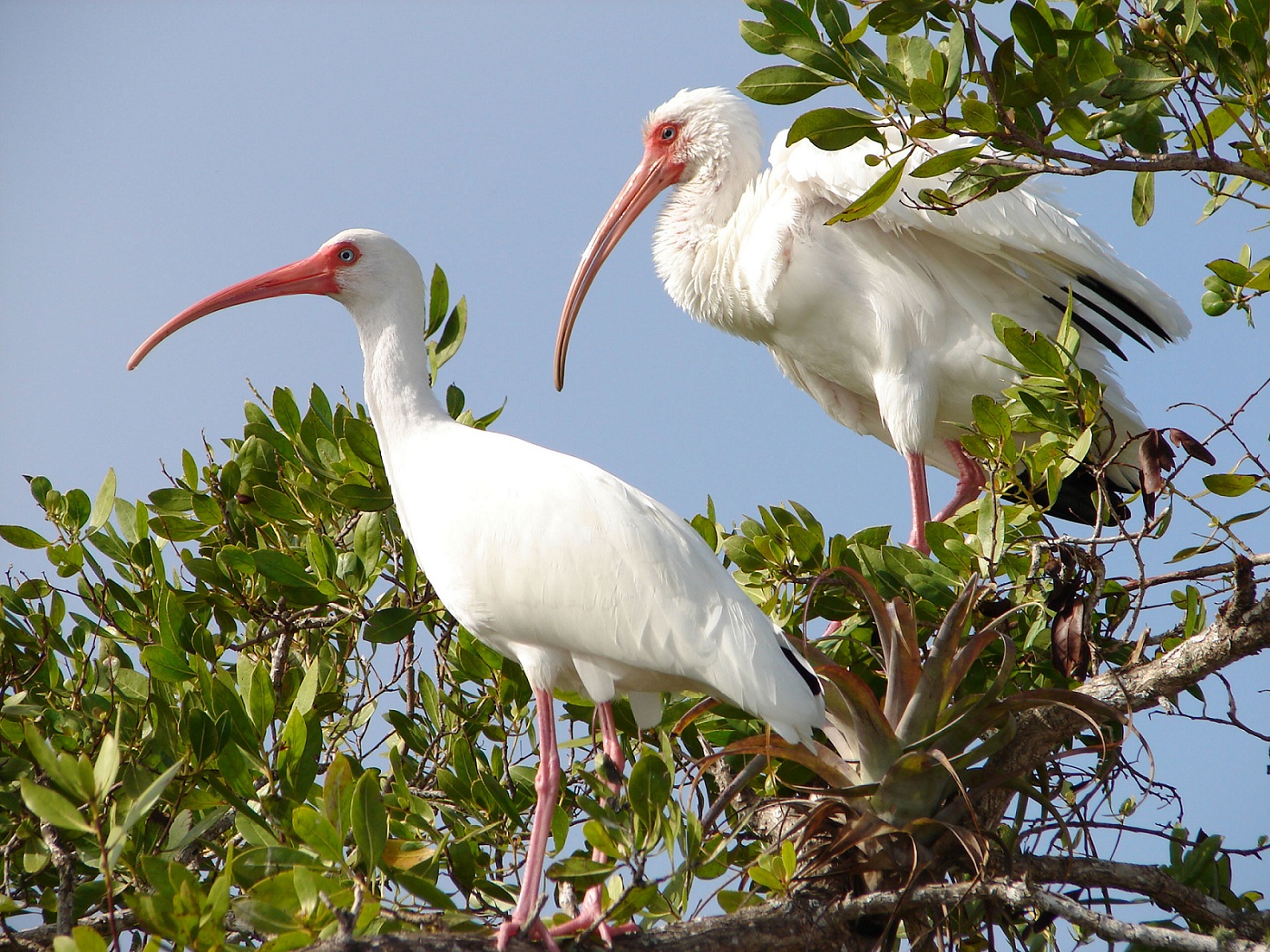 Animal Bird Ibis White Ibis 1400x1050