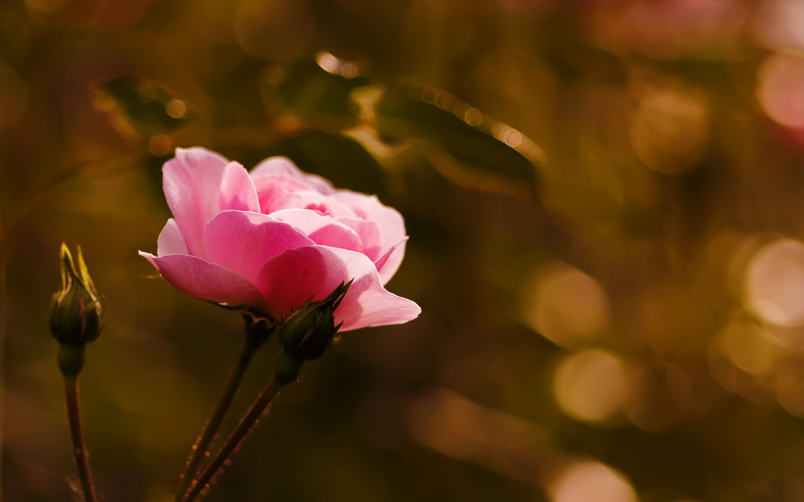 Bokeh Bud Flower Pink Rose 2560x1600