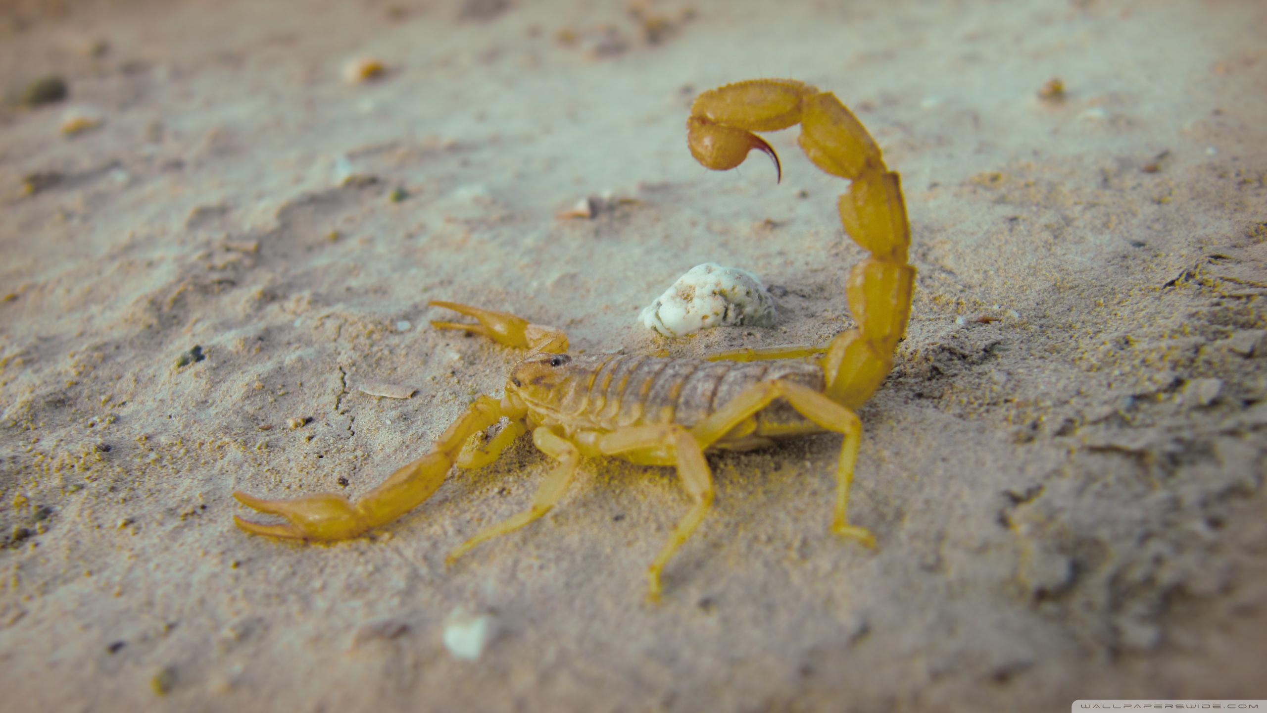Scorpion 2560x1440