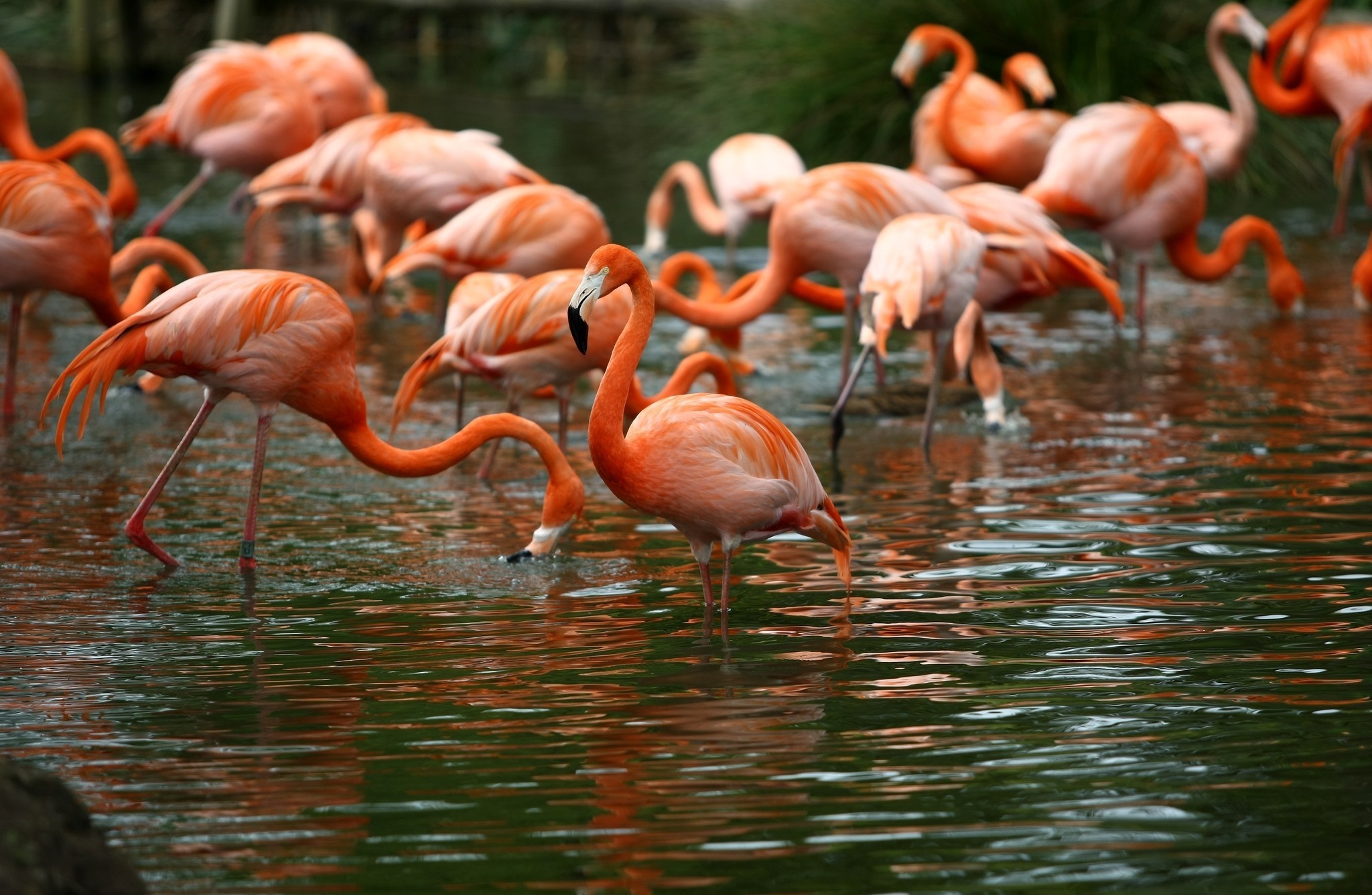 Animal Flamingo 2048x1337