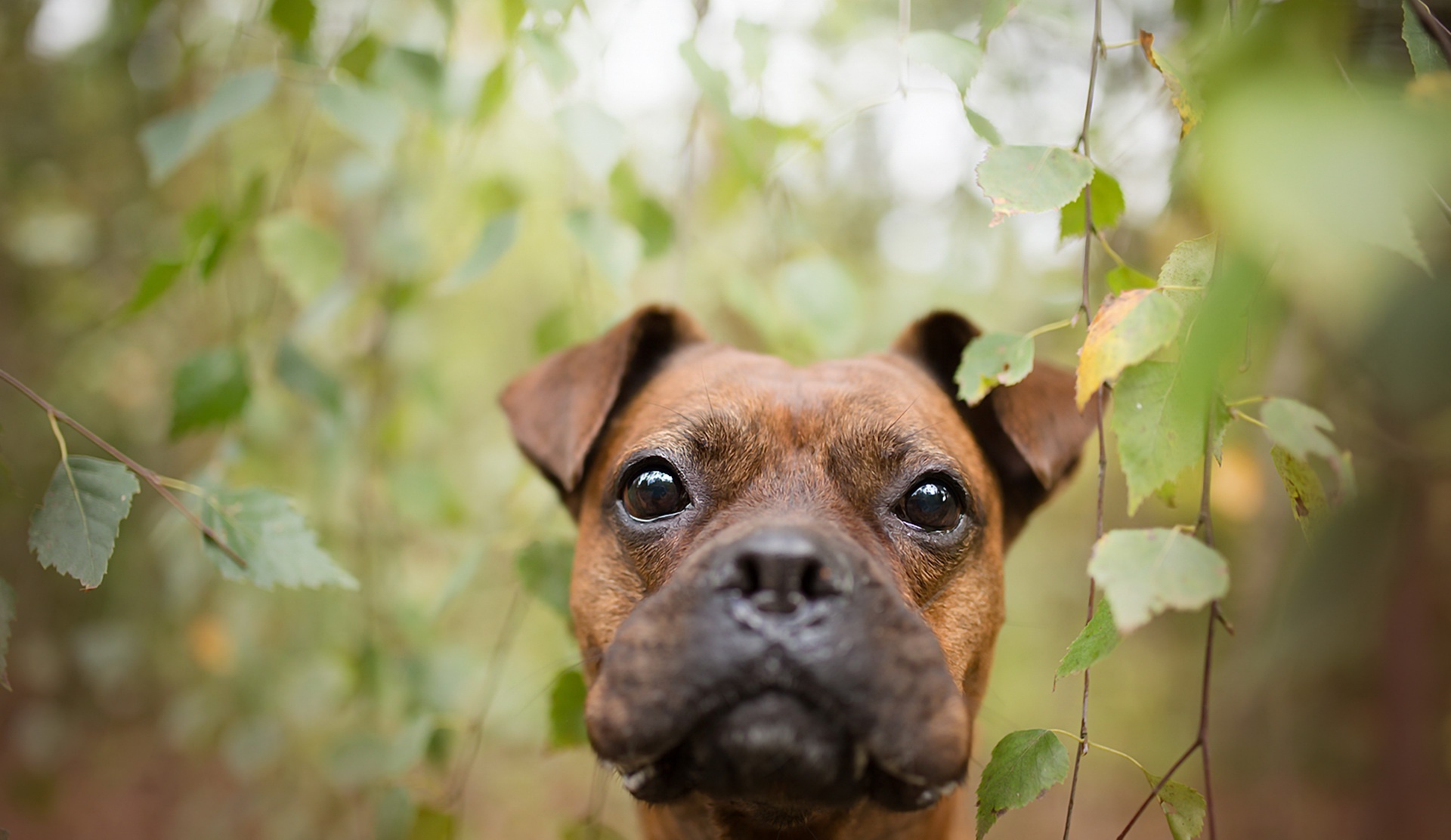 Bokeh Boxer Dog Dog Muzzle 1920x1112