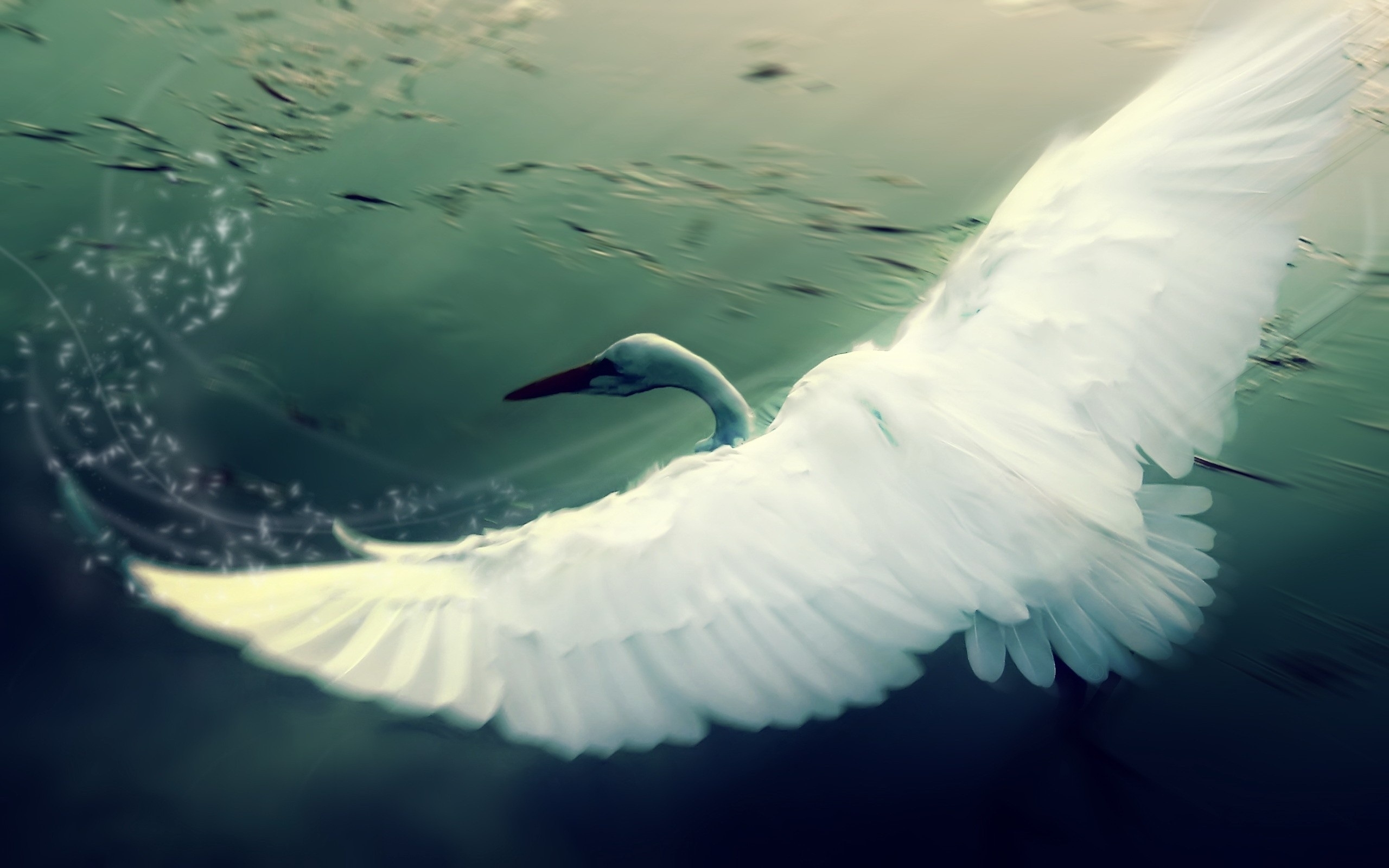 Animal Swan 2560x1600