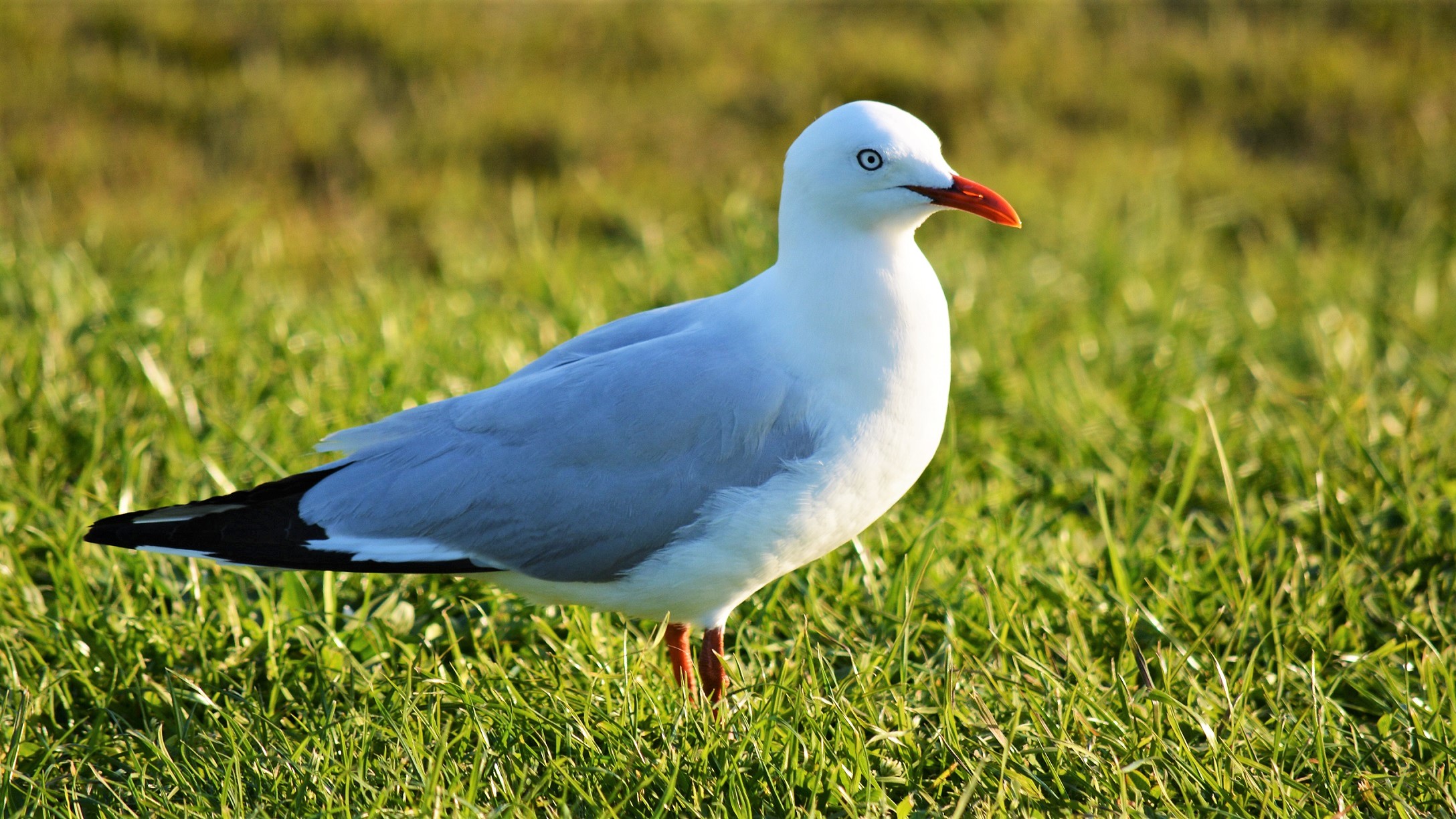 Bird Grass Seagull 2176x1224