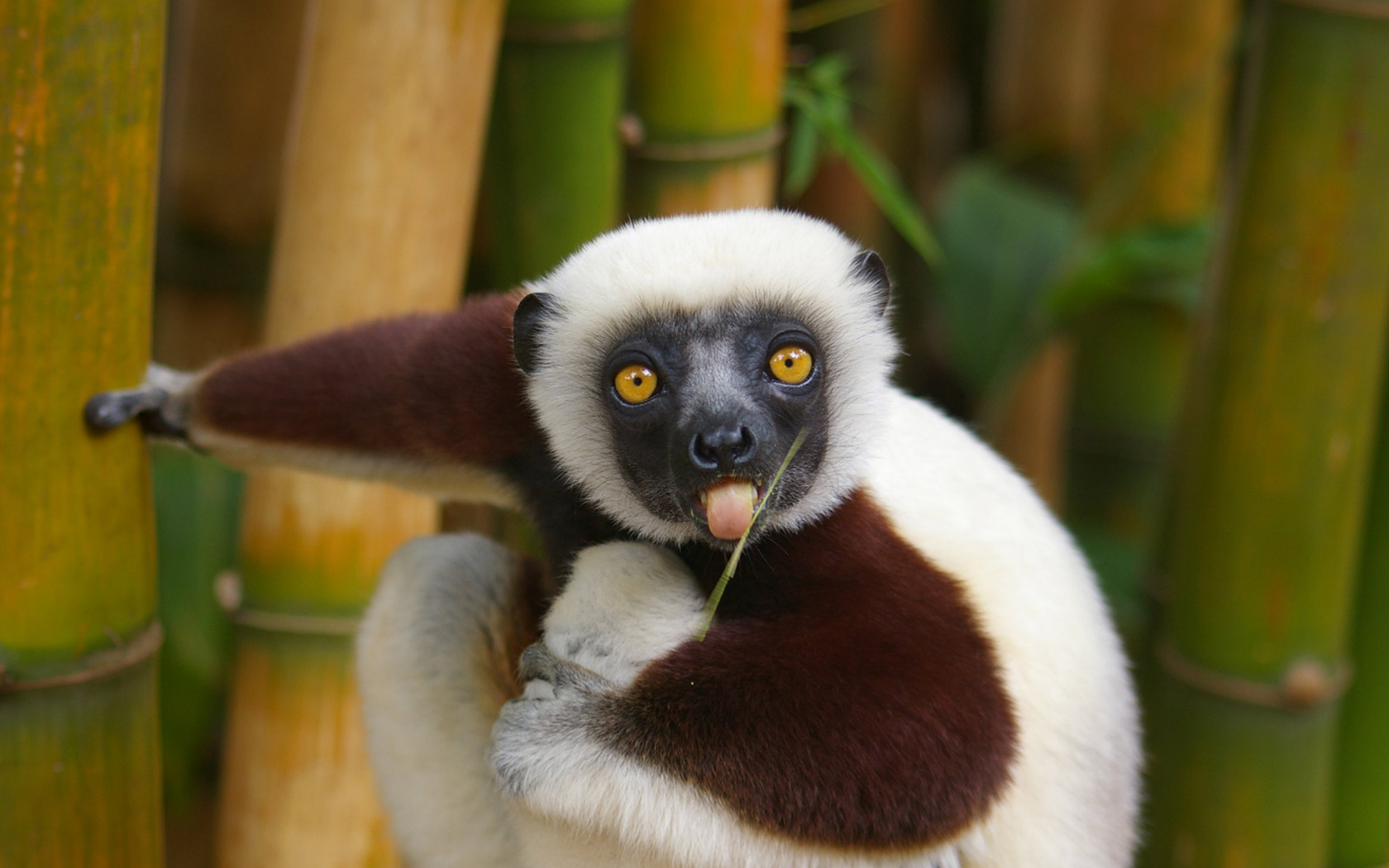 Animal Lemur 1680x1050