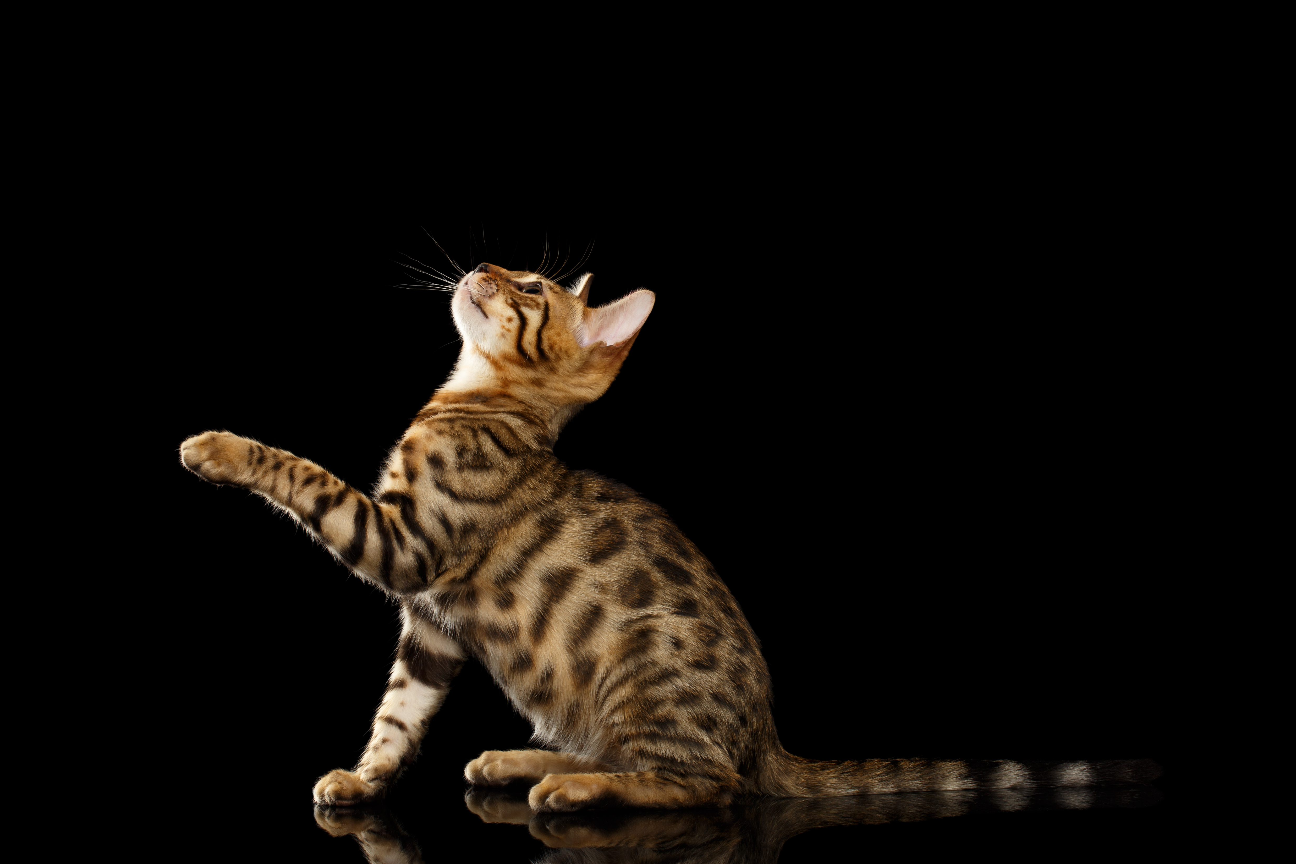 Animal Bengal Cat Brown Cat 4948x3299