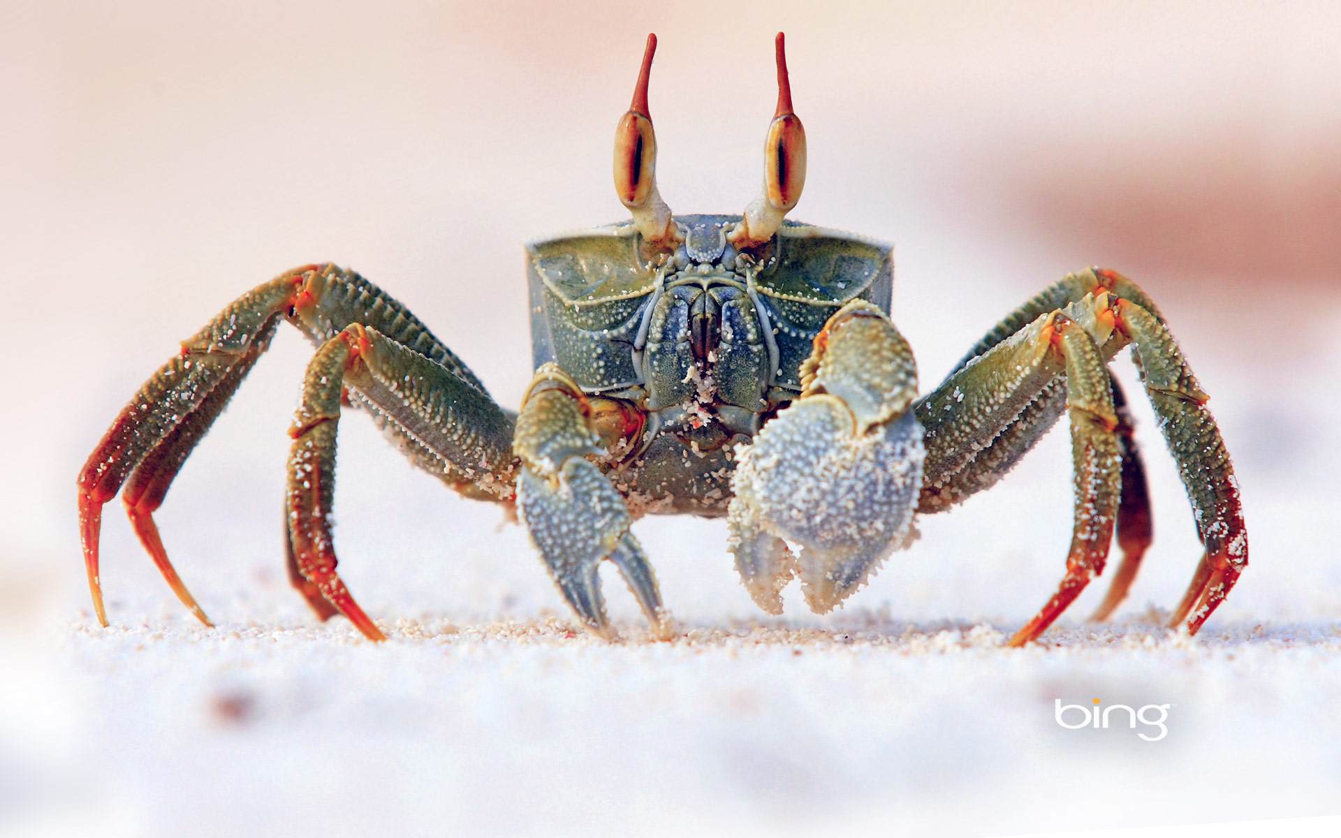 Animal Crab 1920x1200