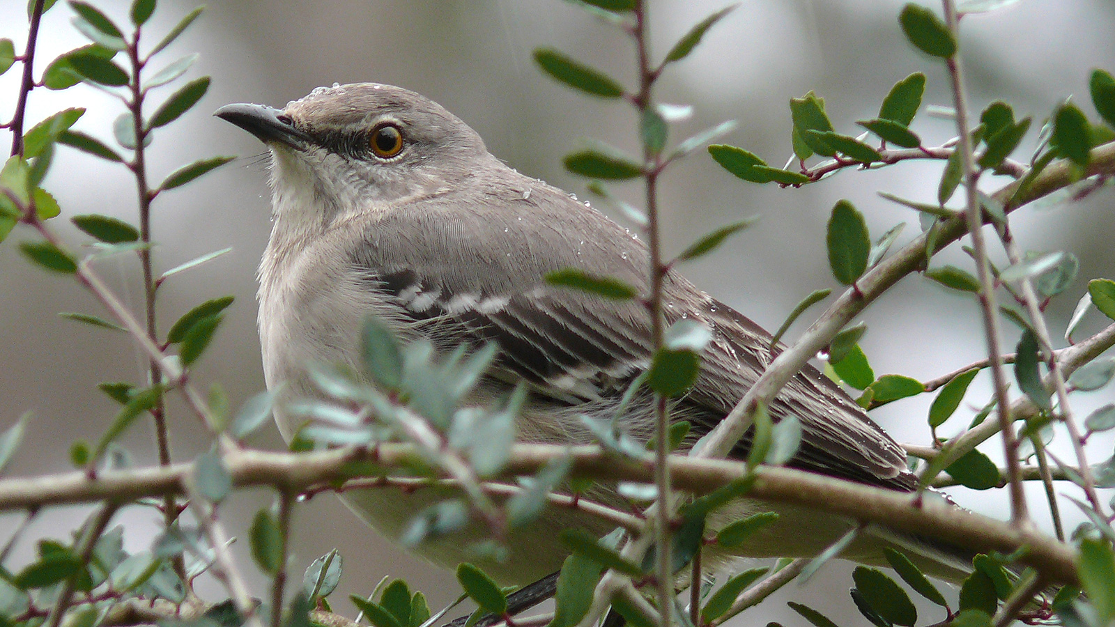 Bird 1600x900