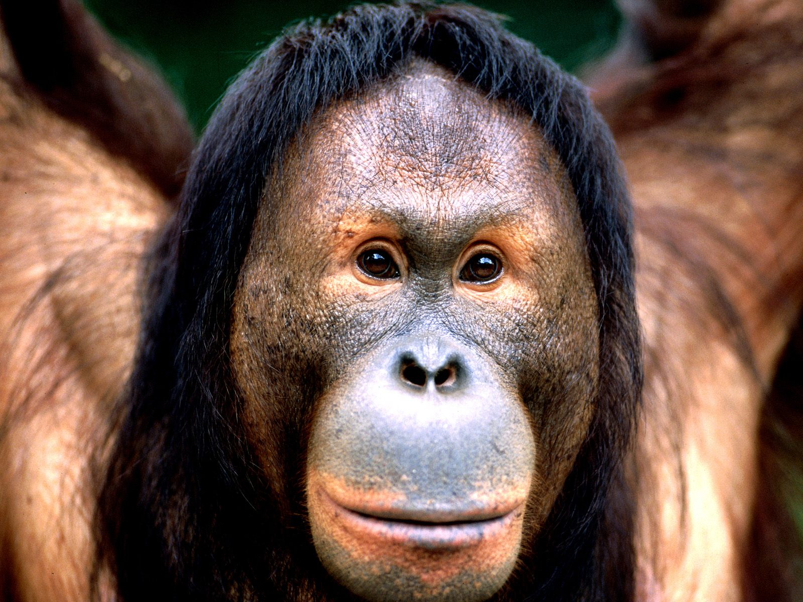 Animal Orangutan 1600x1200