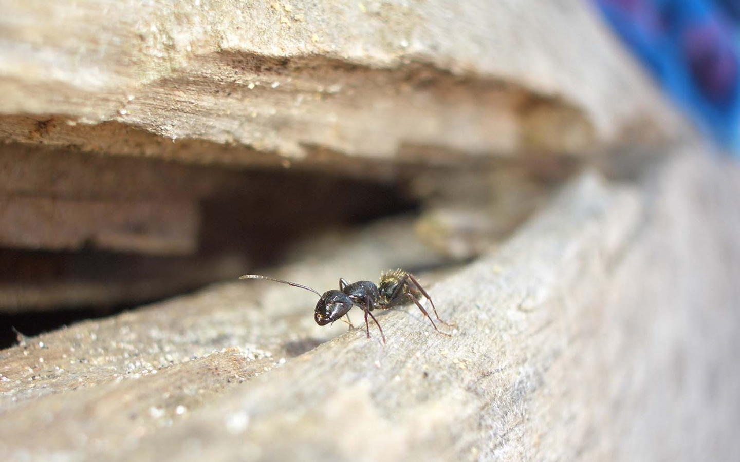 Ant Close Up 1440x900