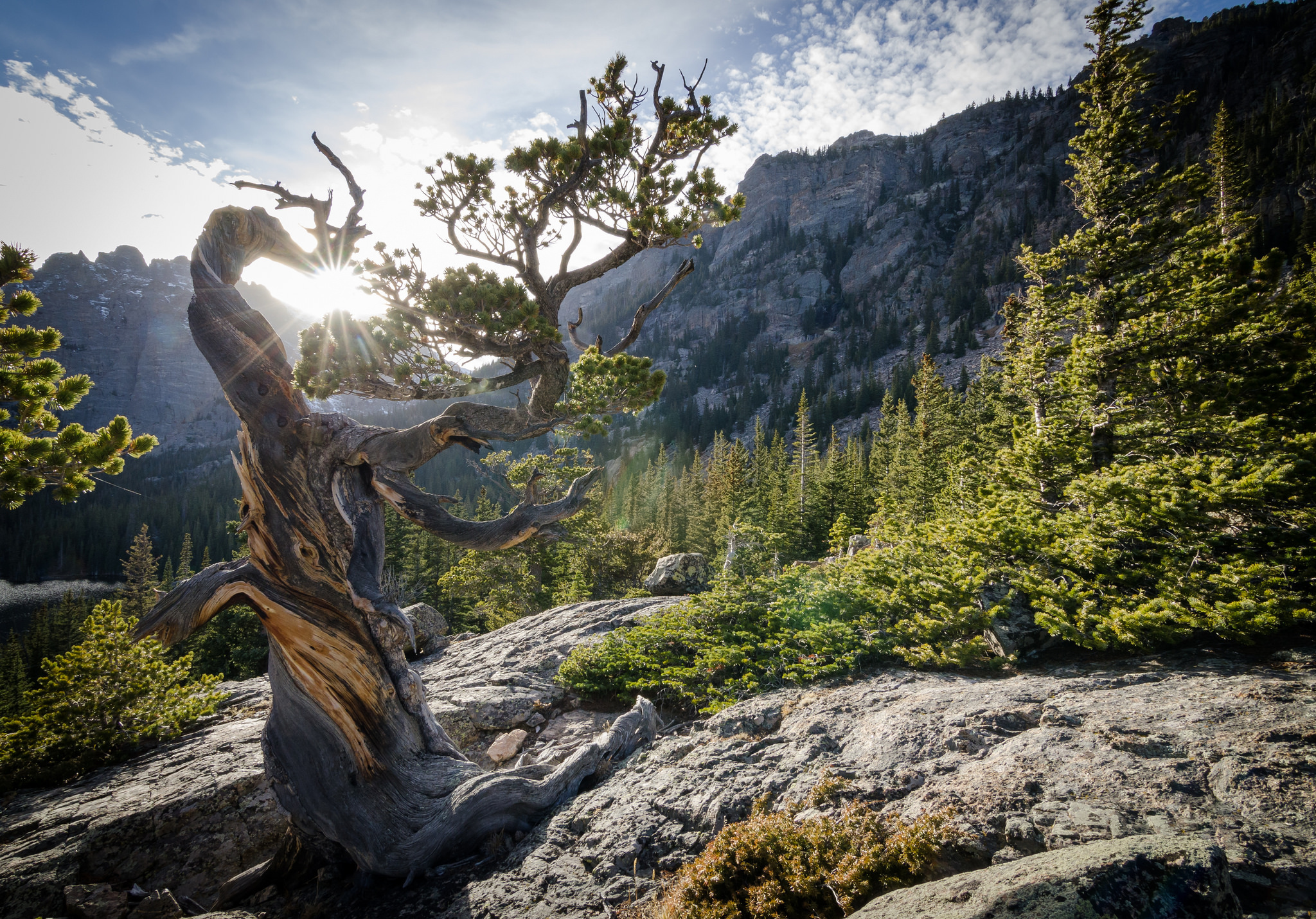 Colorado Mountain Nature Rock Rocky Mountains Twisted Tree Usa 2048x1430