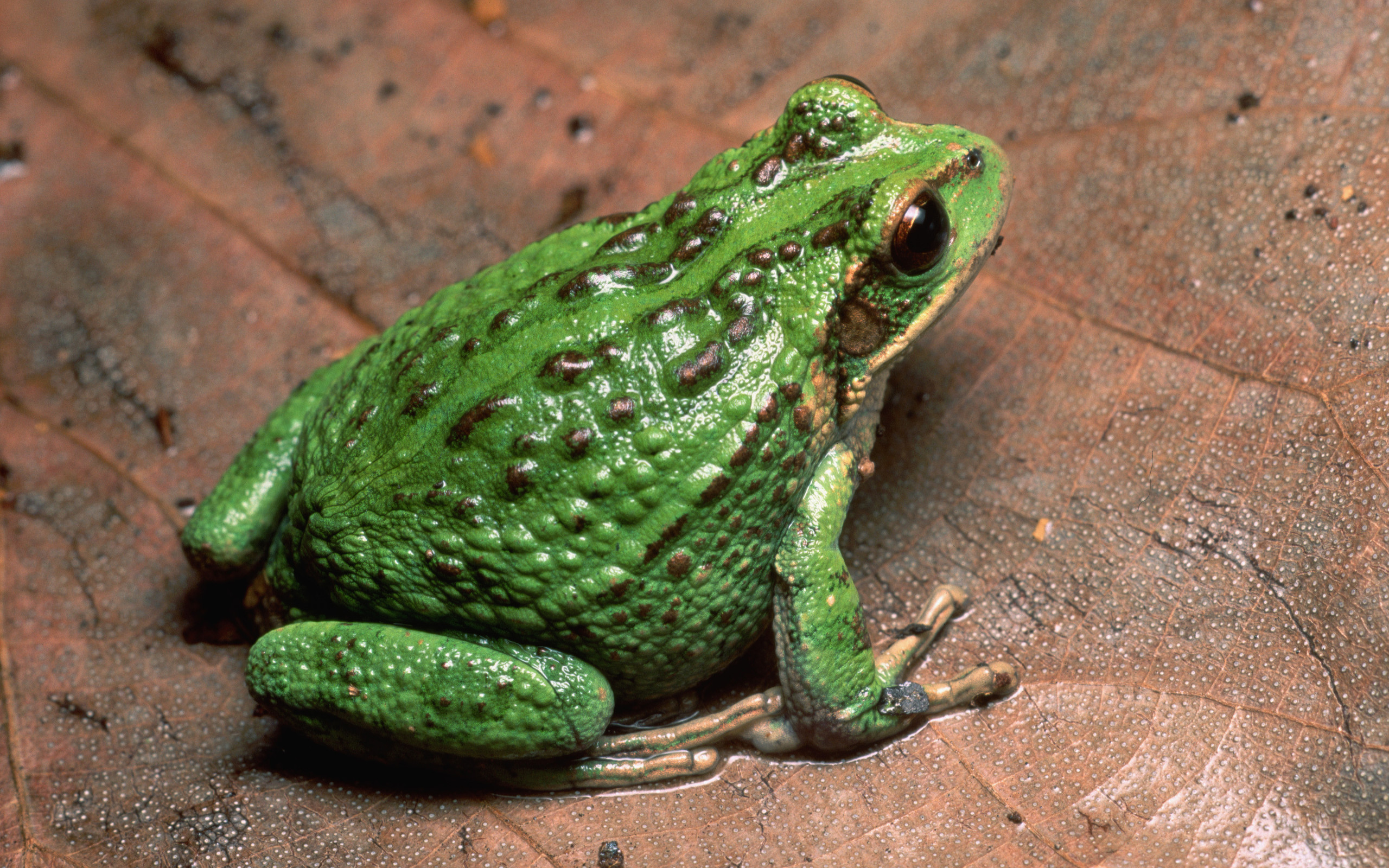Animal Tree Frog 2560x1600