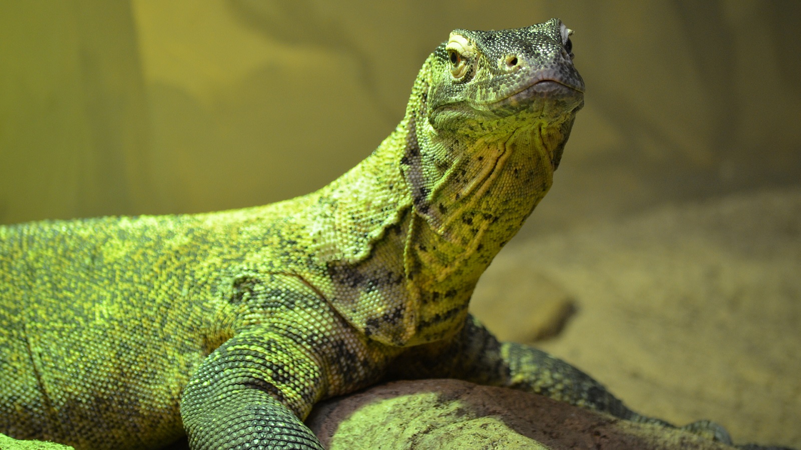 Close Up Komodo Dragon Lizard Reptile 1600x900