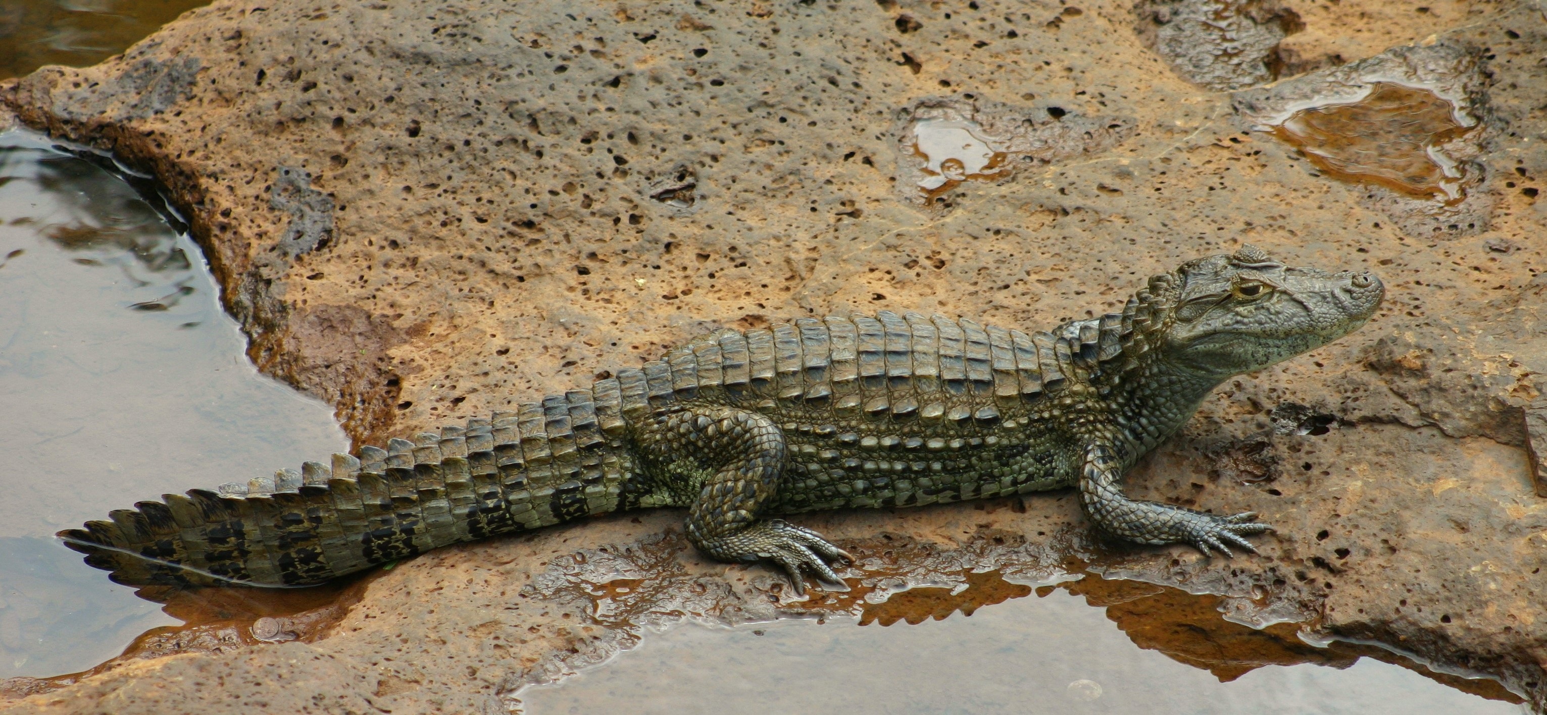 Crocodile Pond Reptile Rock 3063x1417