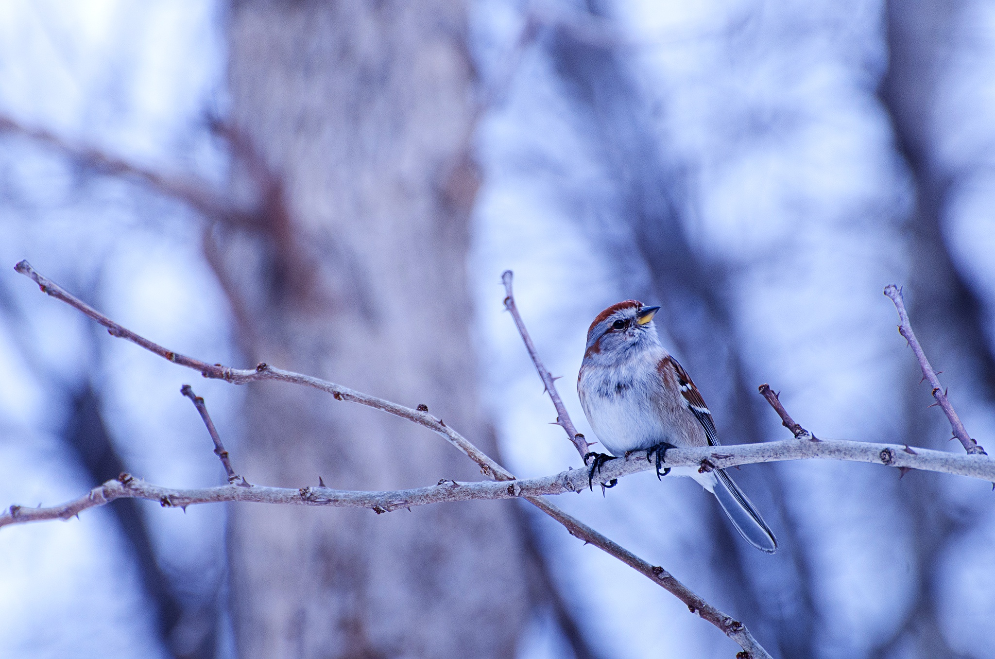 Bird Bunting Passerine Wildlife 2048x1356