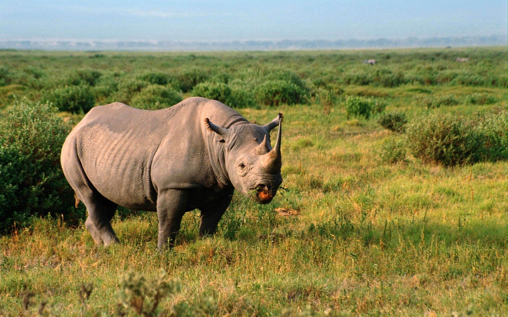 Animal Rhino 1920x1200