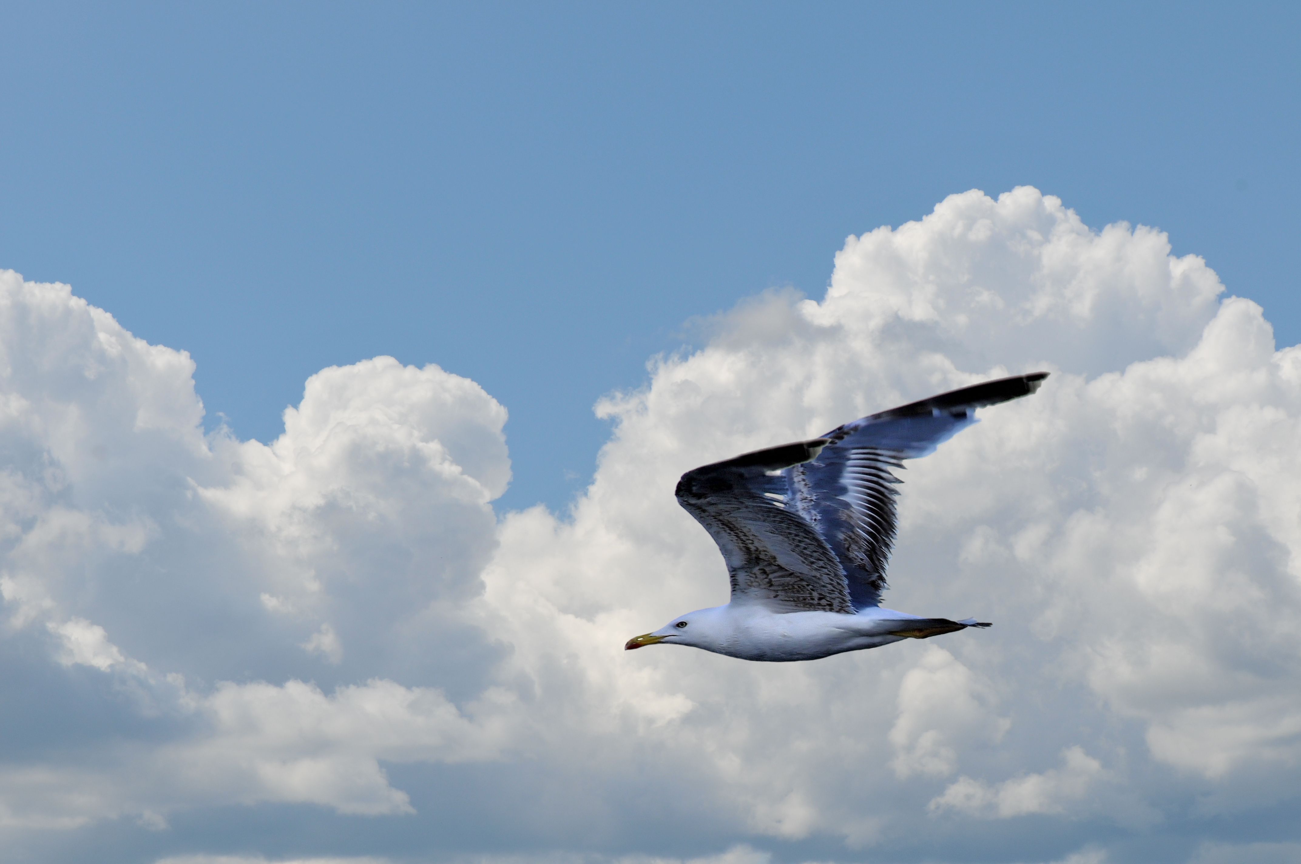 Cloud Flight Seagull Sky 4288x2848