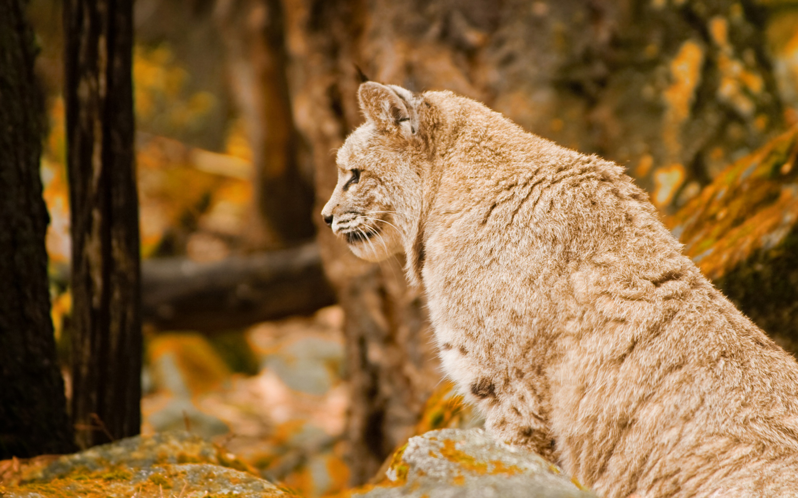 Animal Bobcat 2560x1600