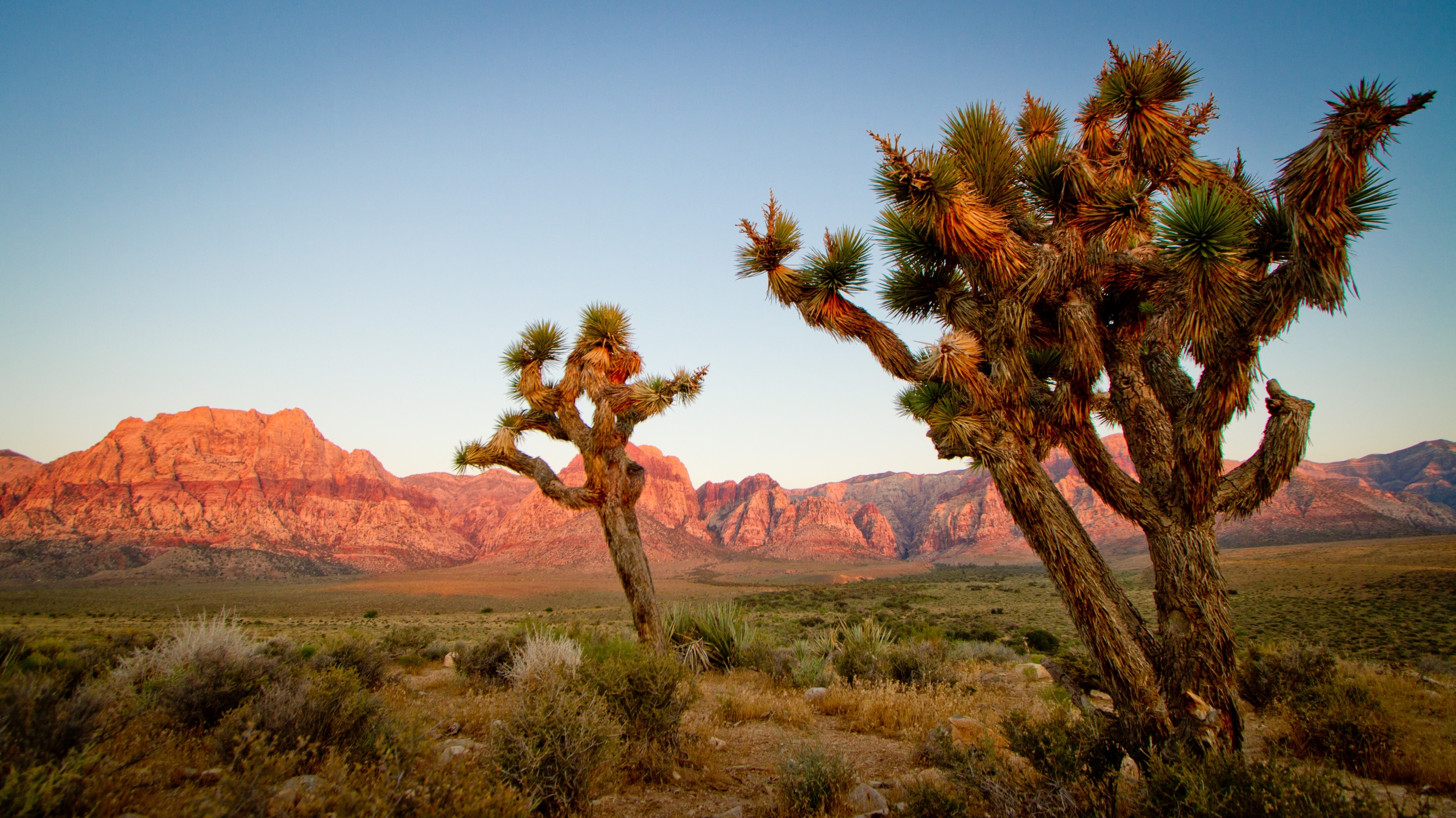 Earth Joshua Tree National Park 2560x1440