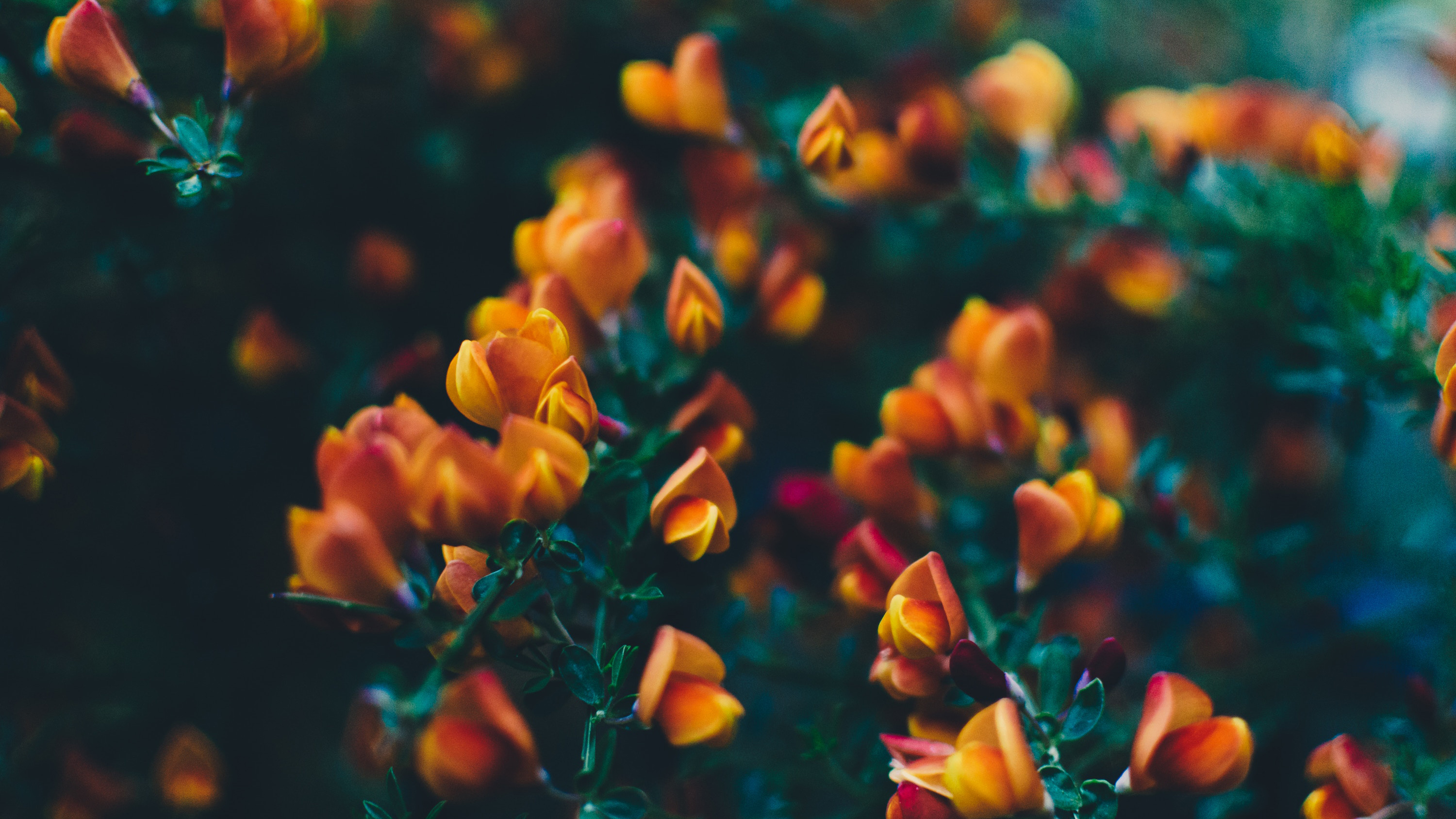 Orange Flowers Depth Of Field Photography 3000x1687