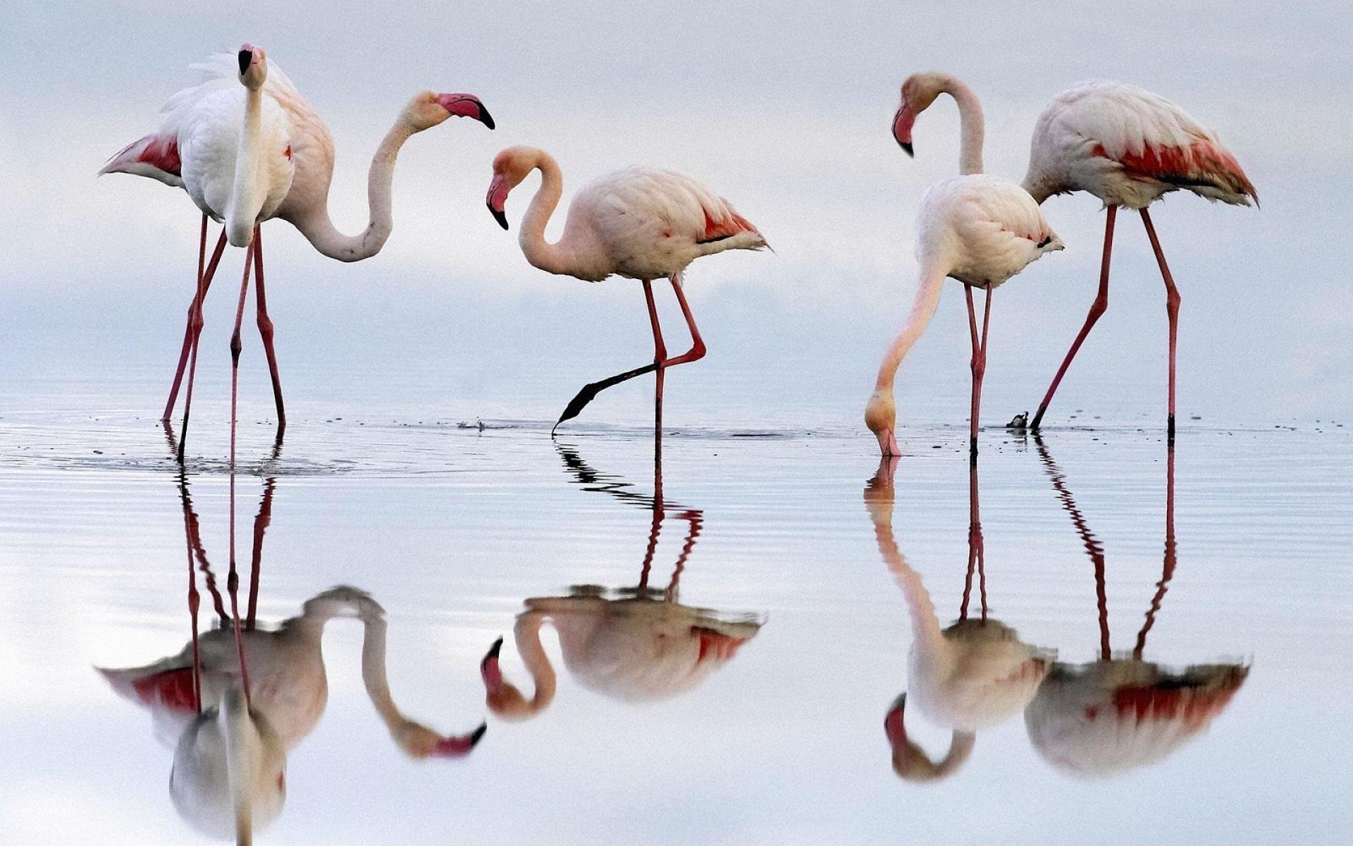 Animal Flamingo 1920x1200