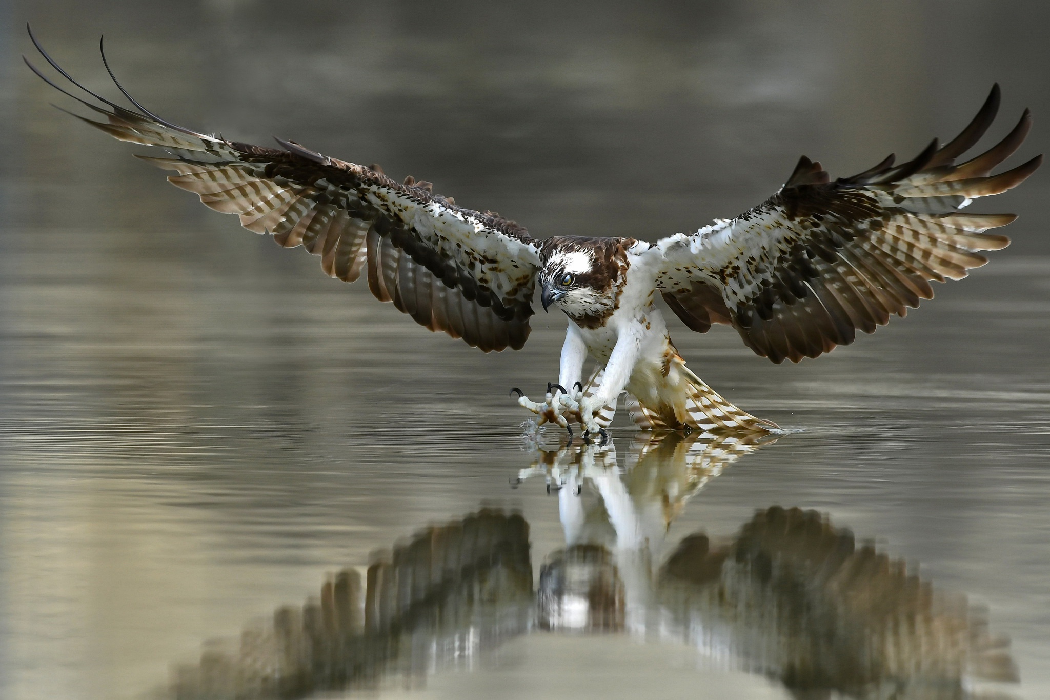 Bird Bird Of Prey Eagle Reflection Water Wildlife 2048x1365