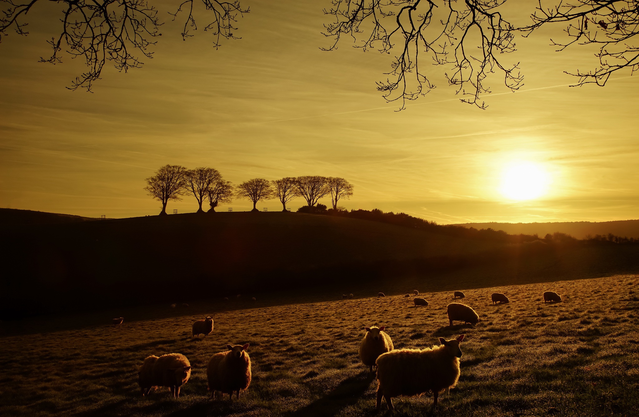 Landscape Sheep Sunset 2048x1336