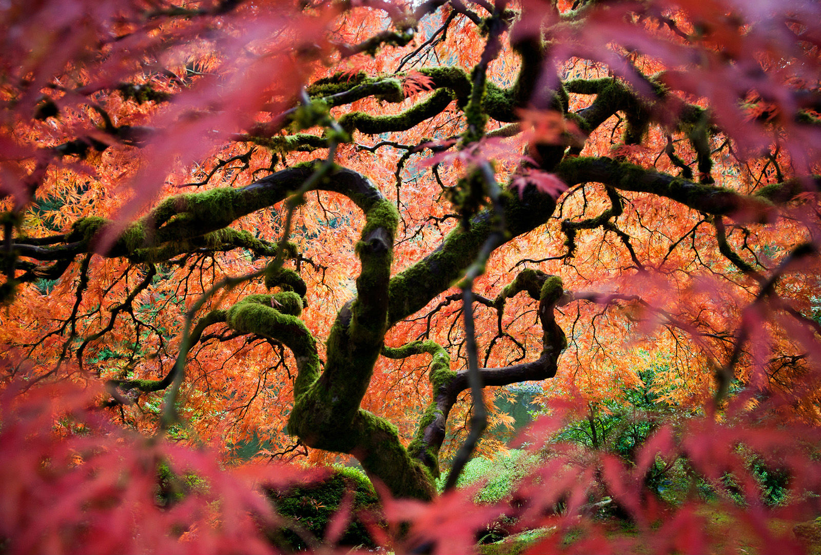 Fall Landscape Leaf Maple Leaf Maple Tree Nature Scenic Season Tree 1600x1083
