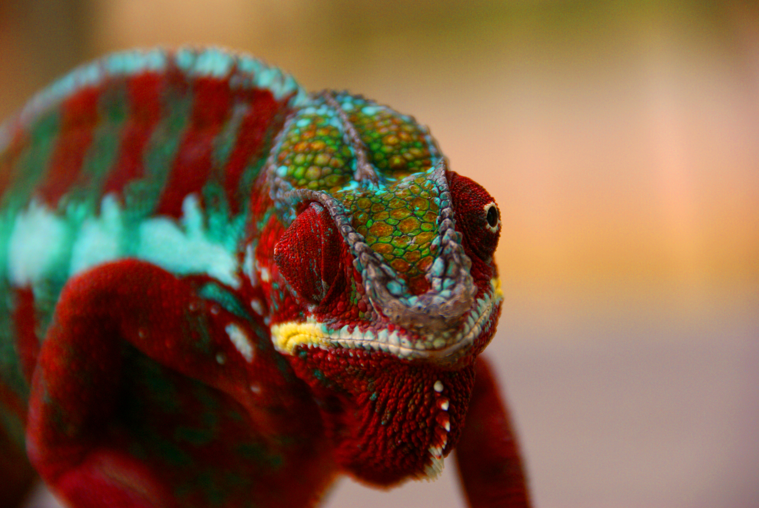 Chameleon Colorful Lizard Reptile Wildlife 2560x1714