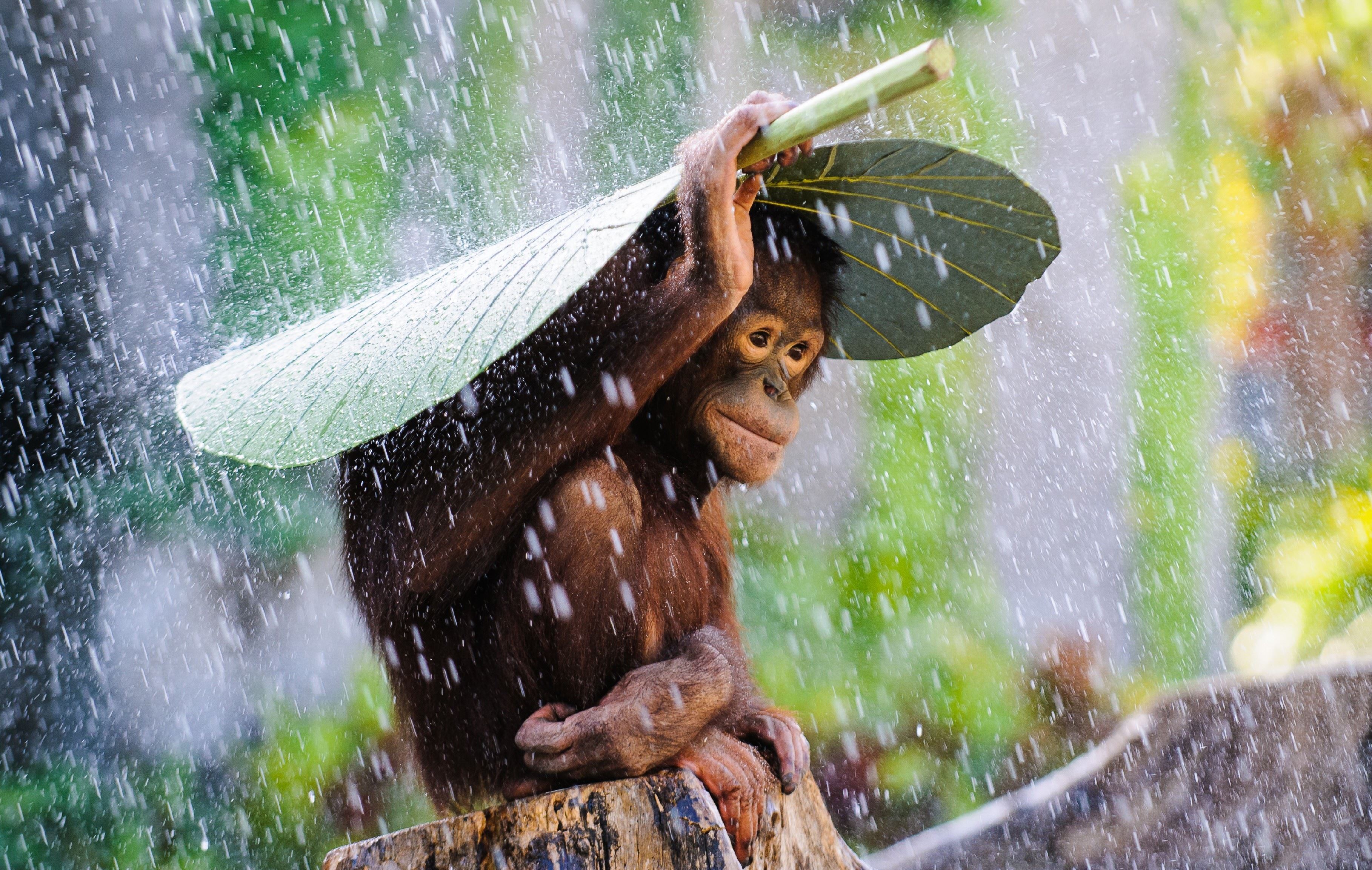 Animal Cute Leaf Monkey Rain 3636x2306