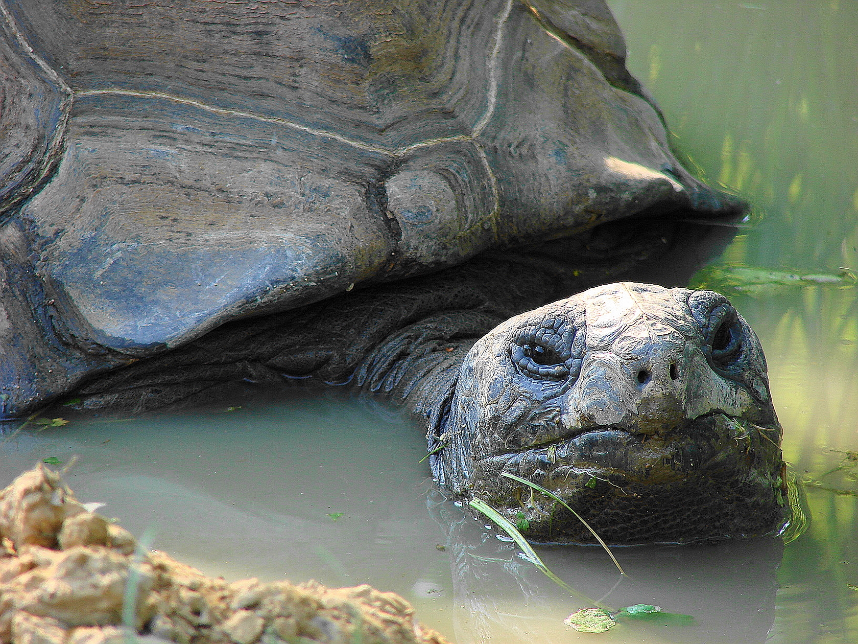 Animal Aldabra Giant Tortoise 1680x1260