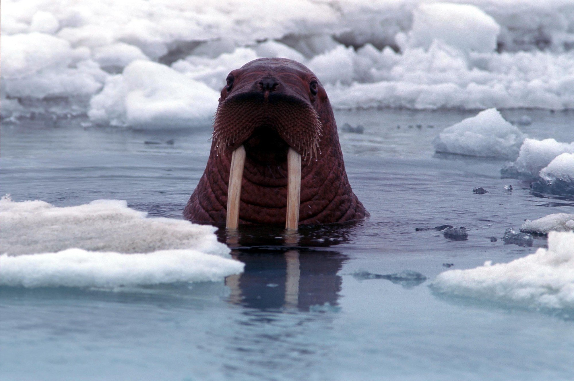 Animal Walrus 2000x1329