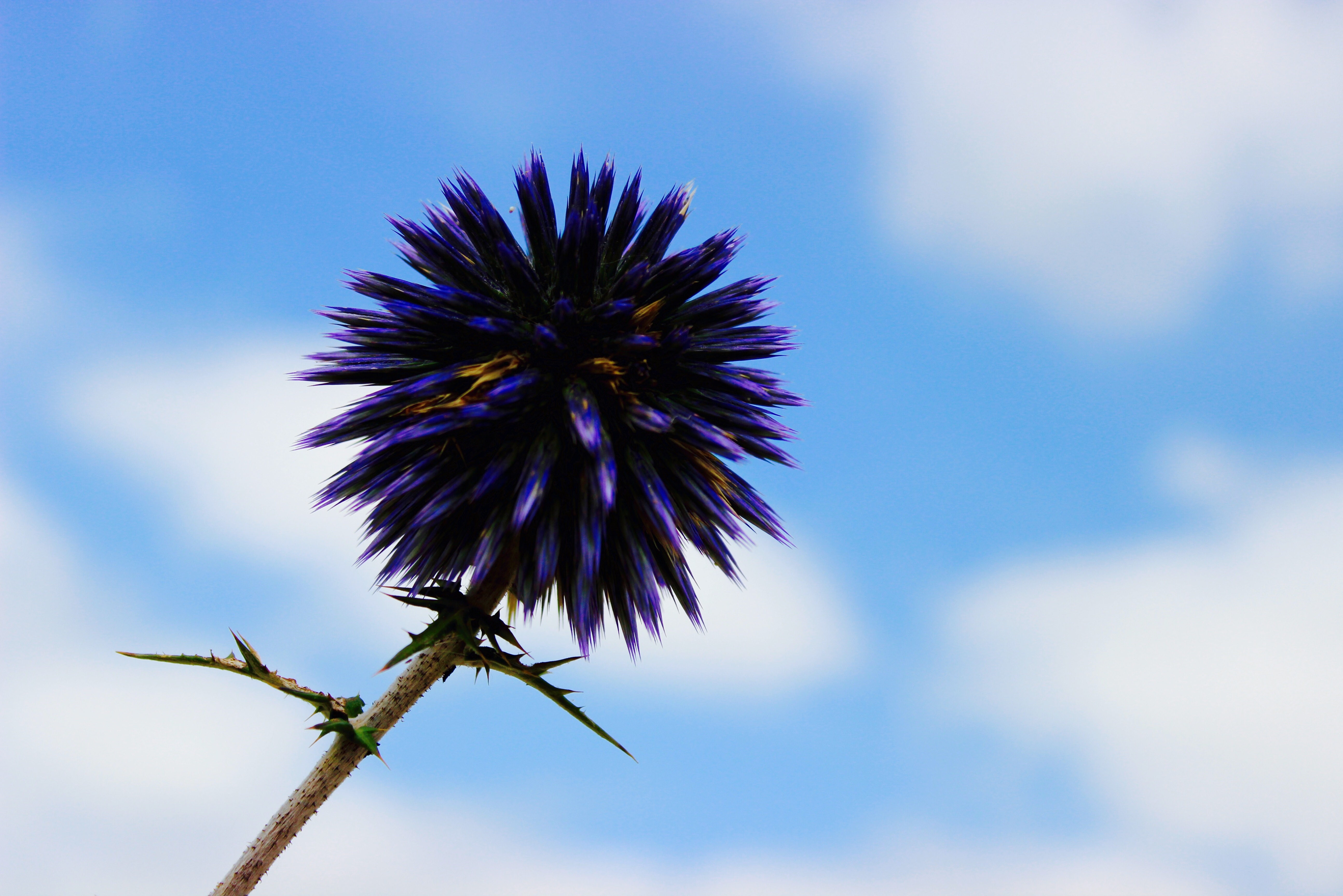 Earth Flower Nature Purple Flower Sky Thistle 5176x3456