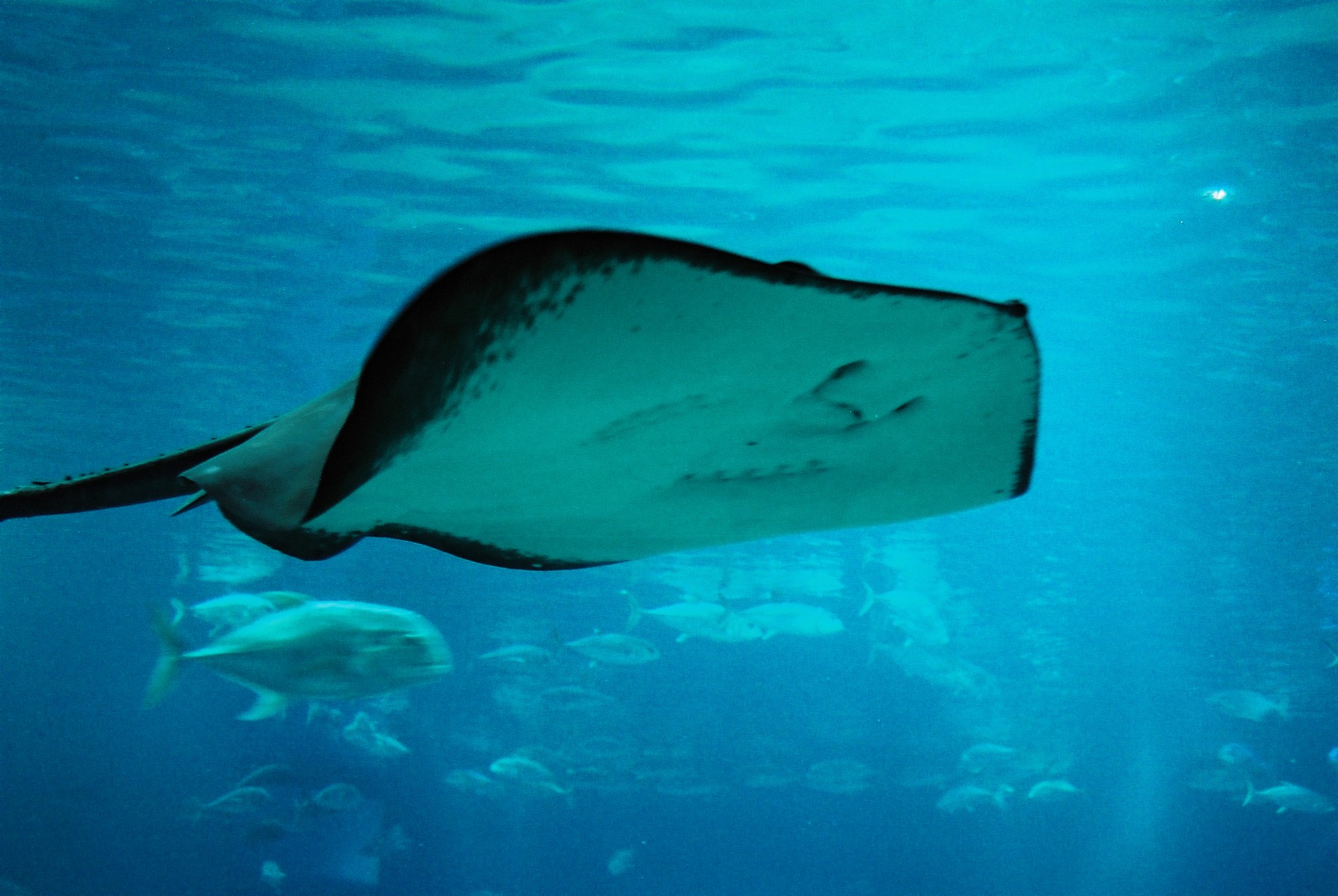 Animal Stingray 1840x1232