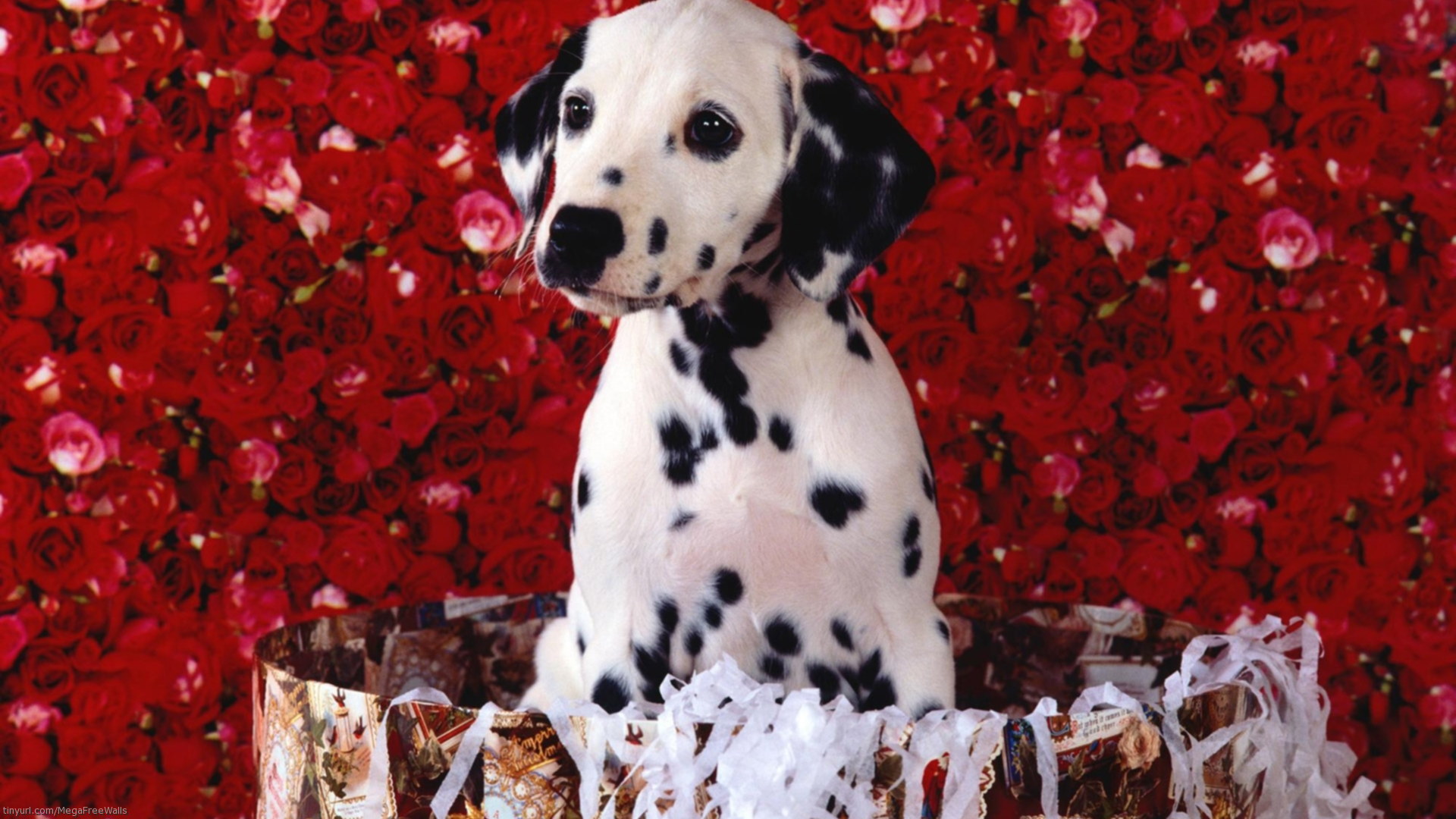Baby Animal Dog Puppy Rose 1920x1080