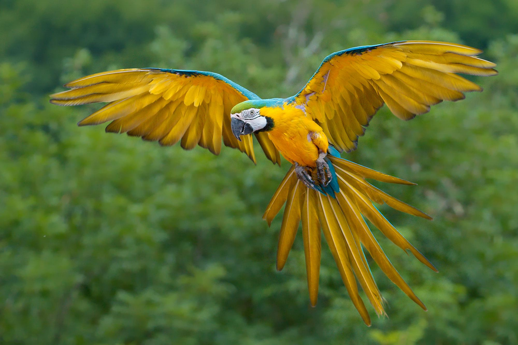 Animal Bird Flight Flying Macaw Wings 2000x1333