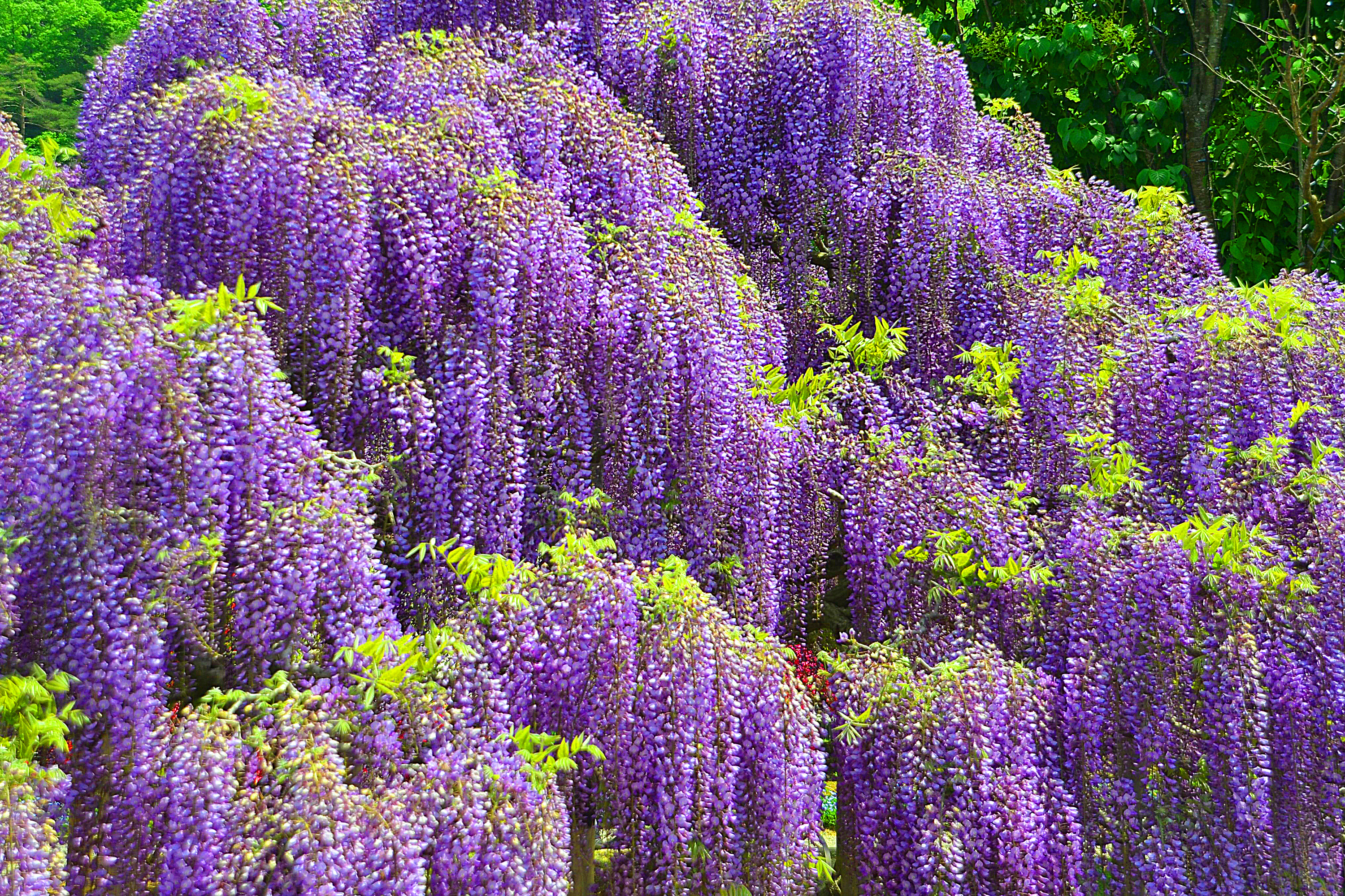 Flower Nature Purple Flower Wisteria 3000x2000