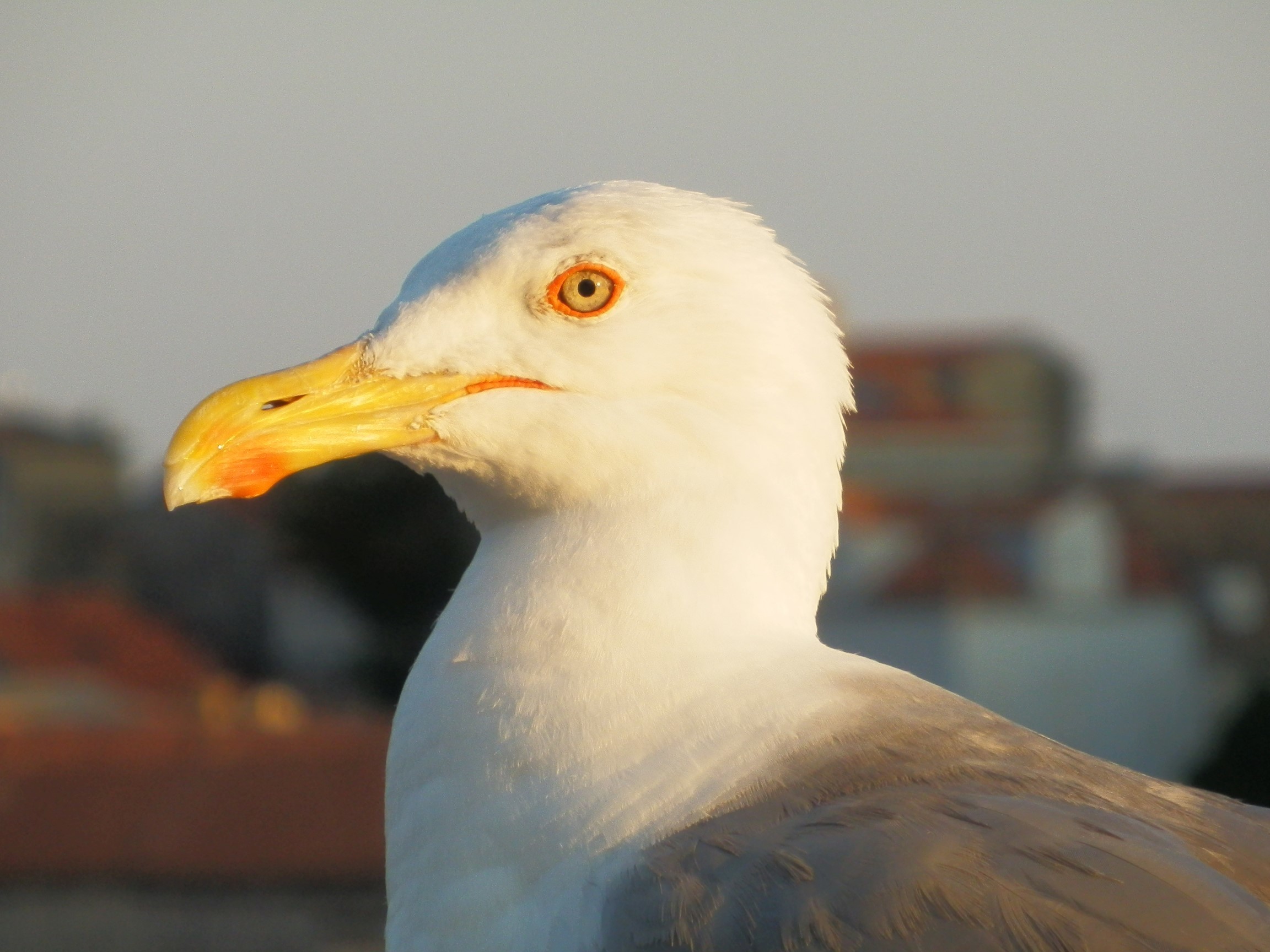 Animal Seagull 2304x1728