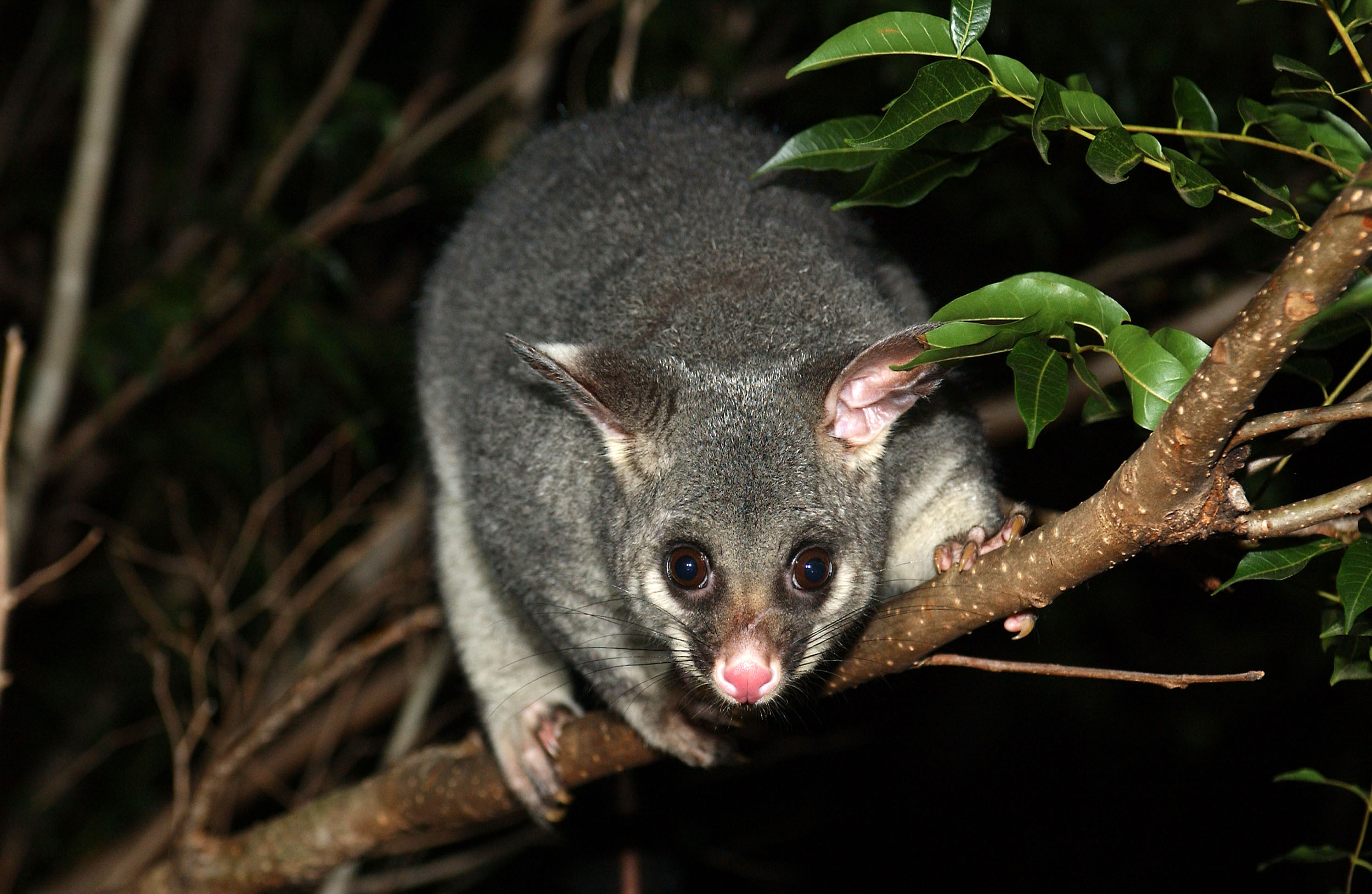 Australia Brushtail Possum Marsupial 2500x1629