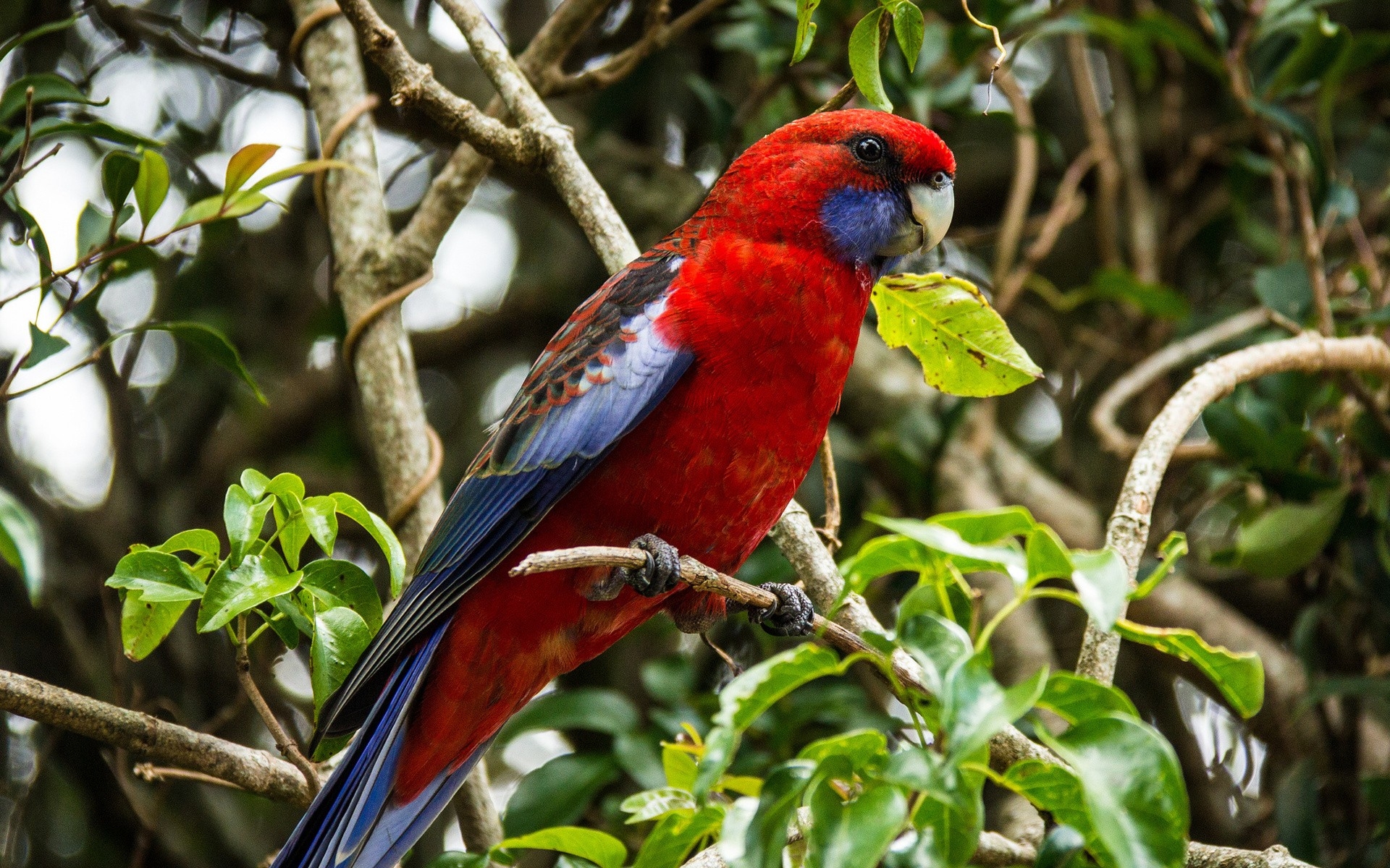 Crimson Rosella 1920x1200