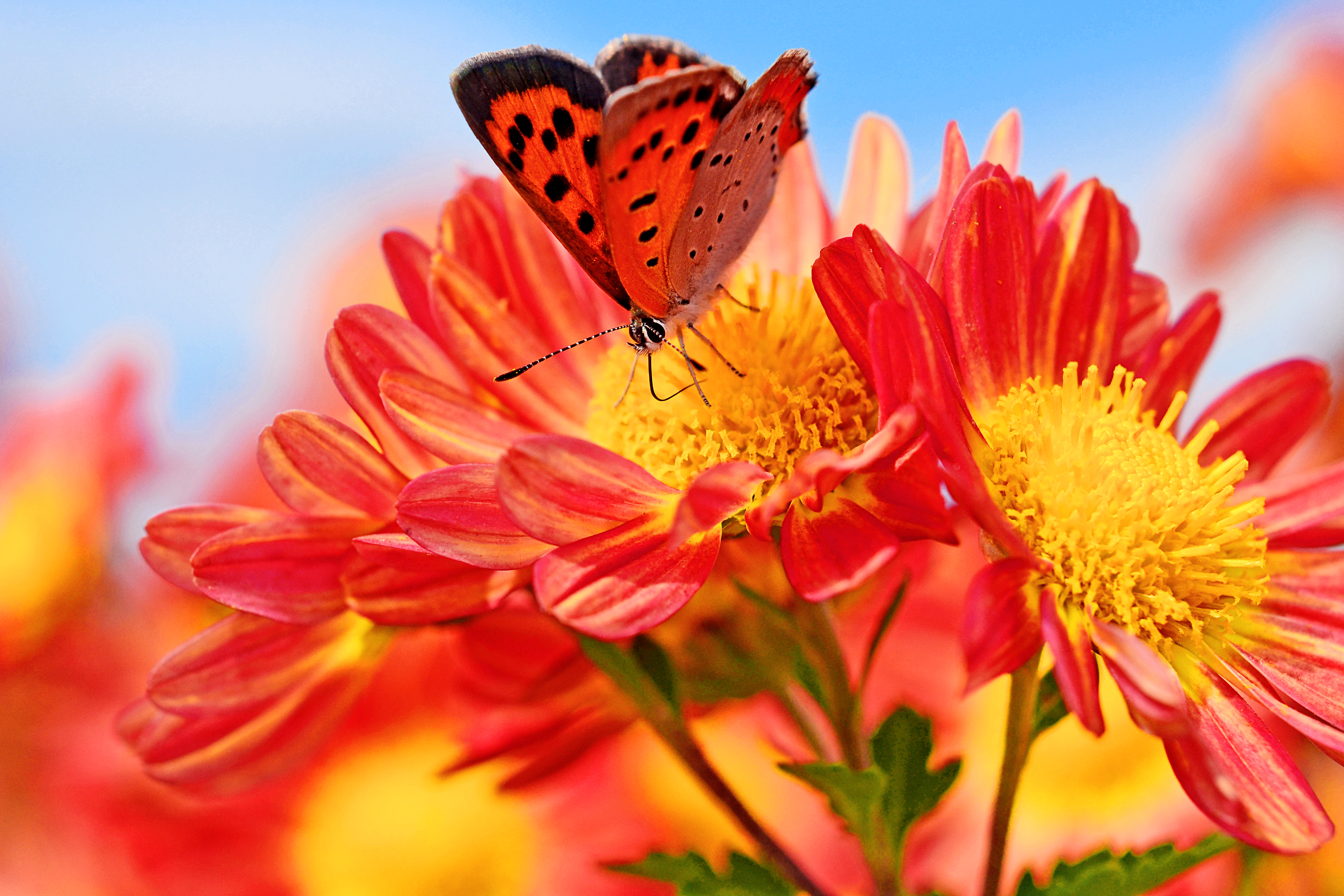 Bokeh Butterfly Chrysanthemum Macro 4386x2924