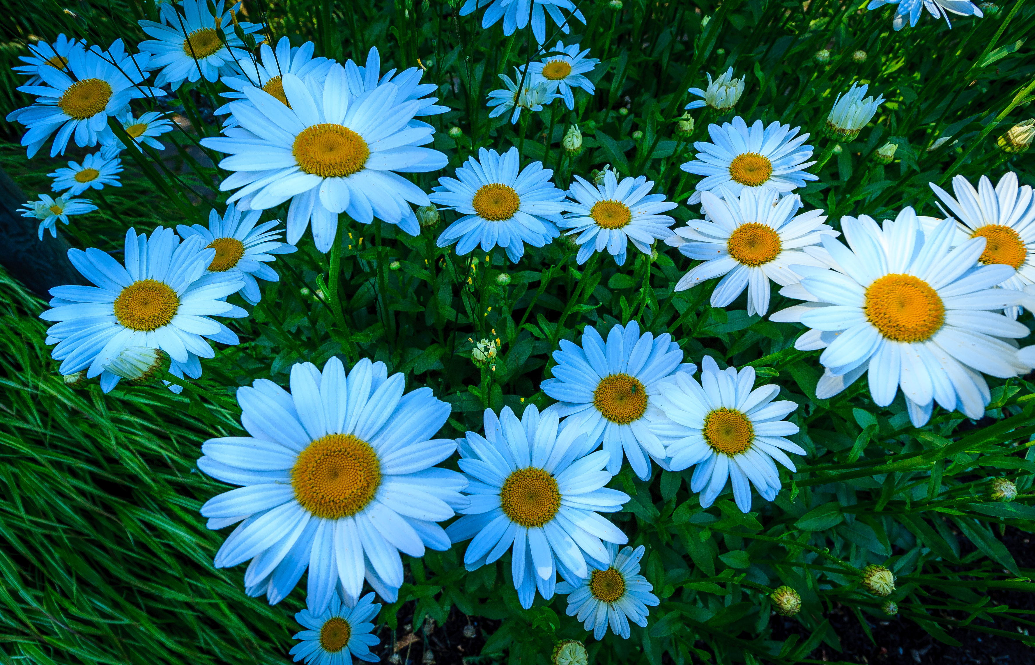 Camomile Earth Flower Grass White Flower 3555x2285