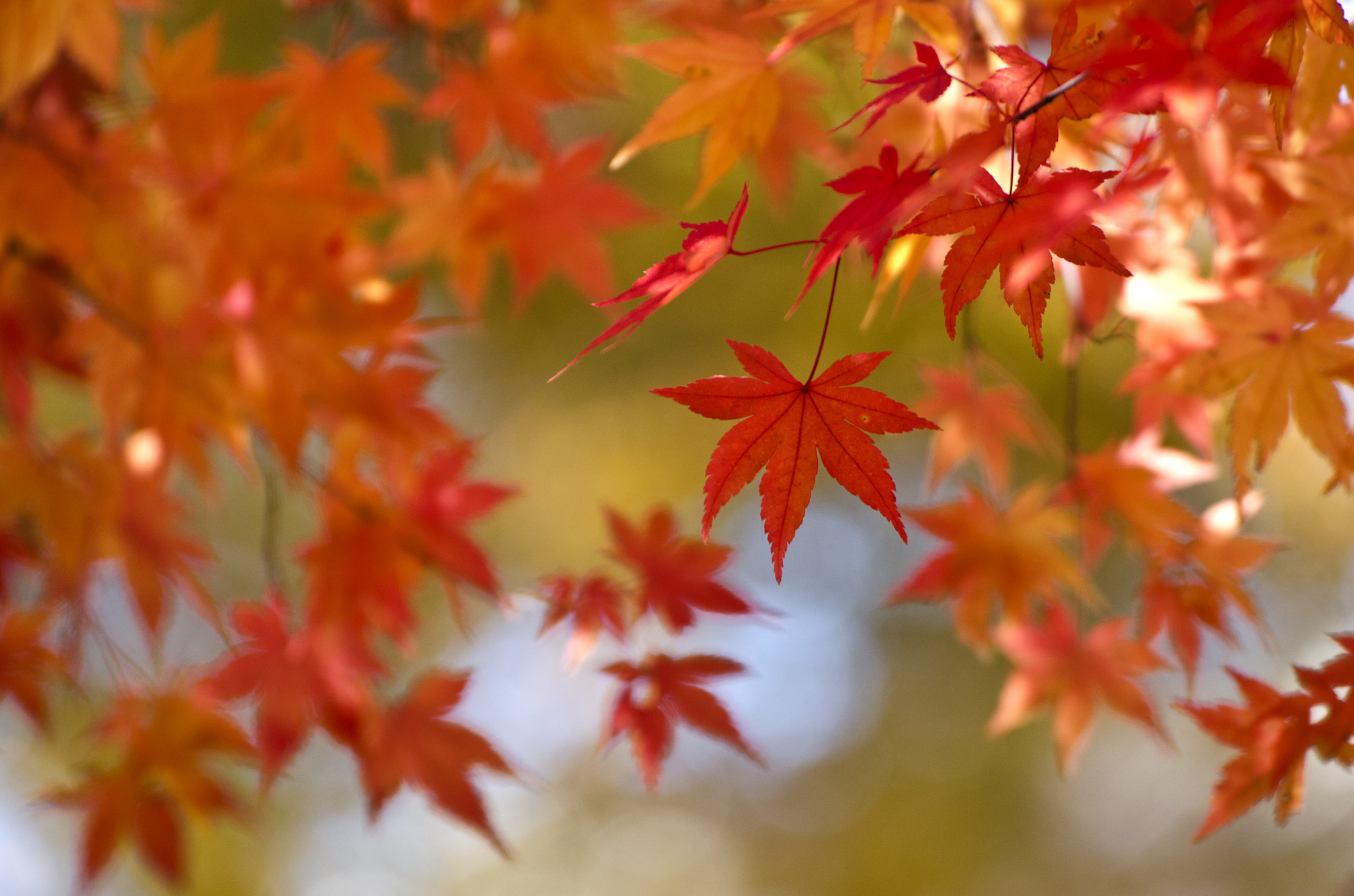 Blur Fall Leaf Maple Leaf Nature 2048x1356