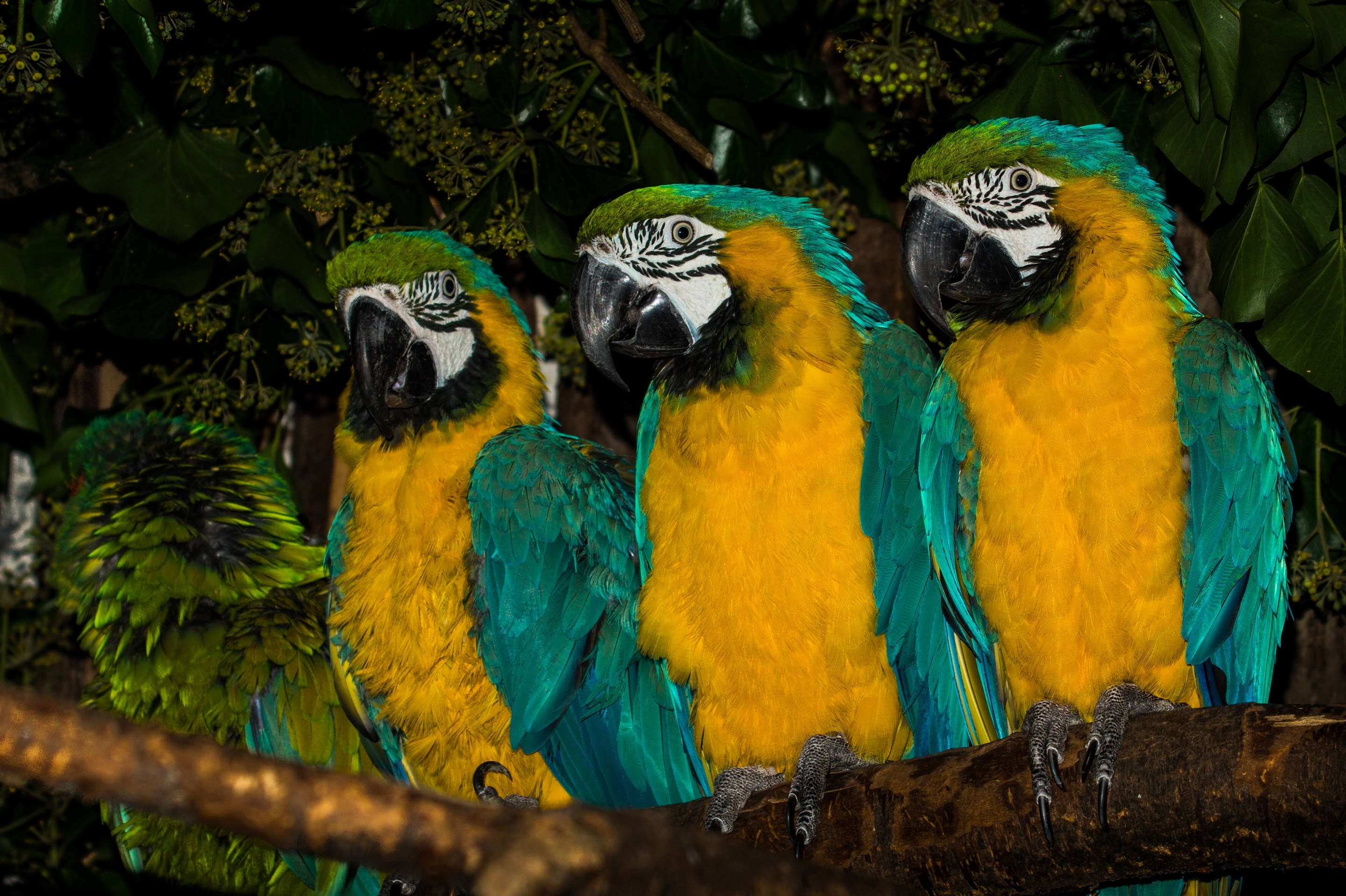 Bird Blue And Yellow Macaw Colors Macaw 2880x1918