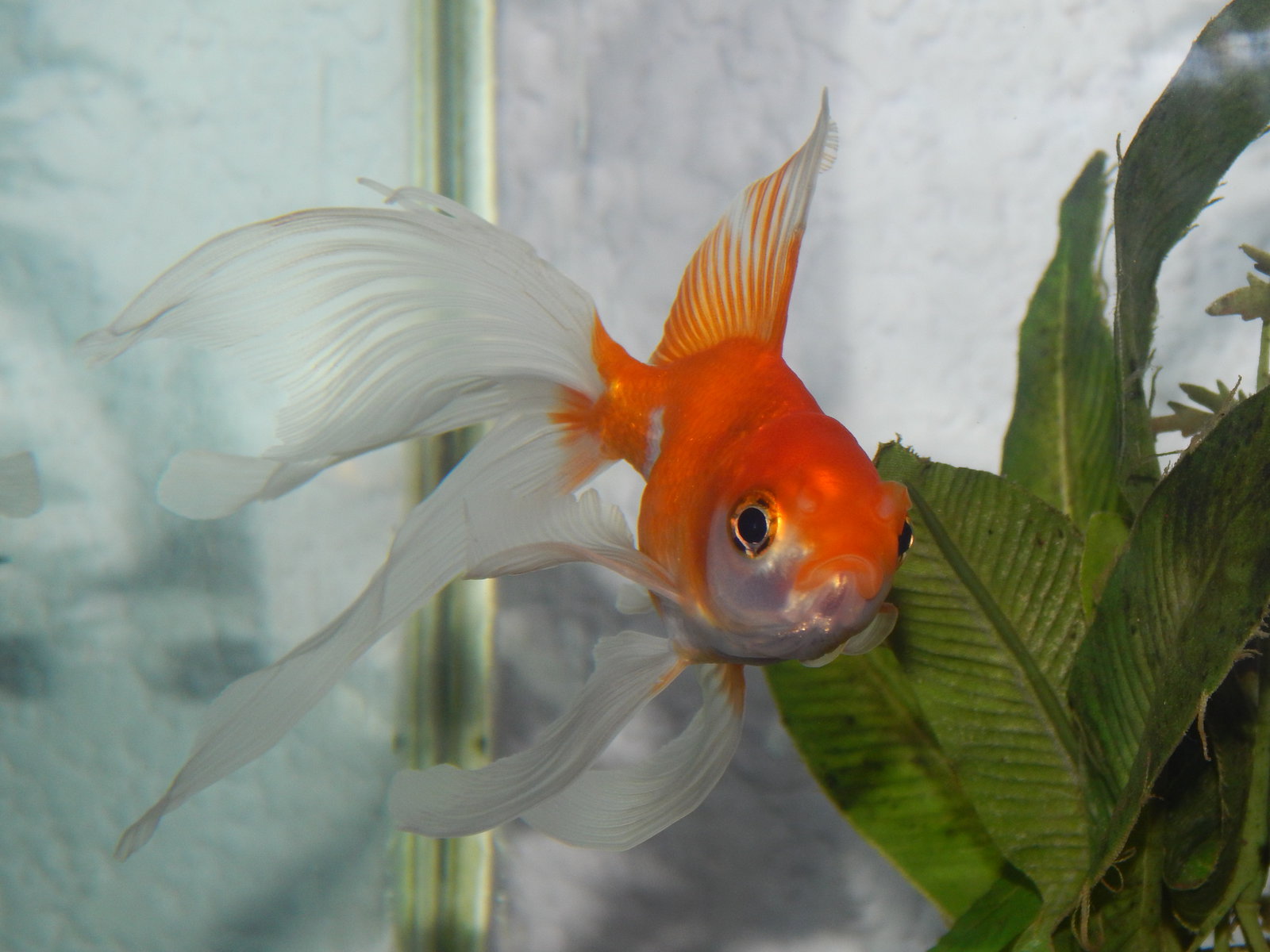 Animal Goldfish 1600x1200
