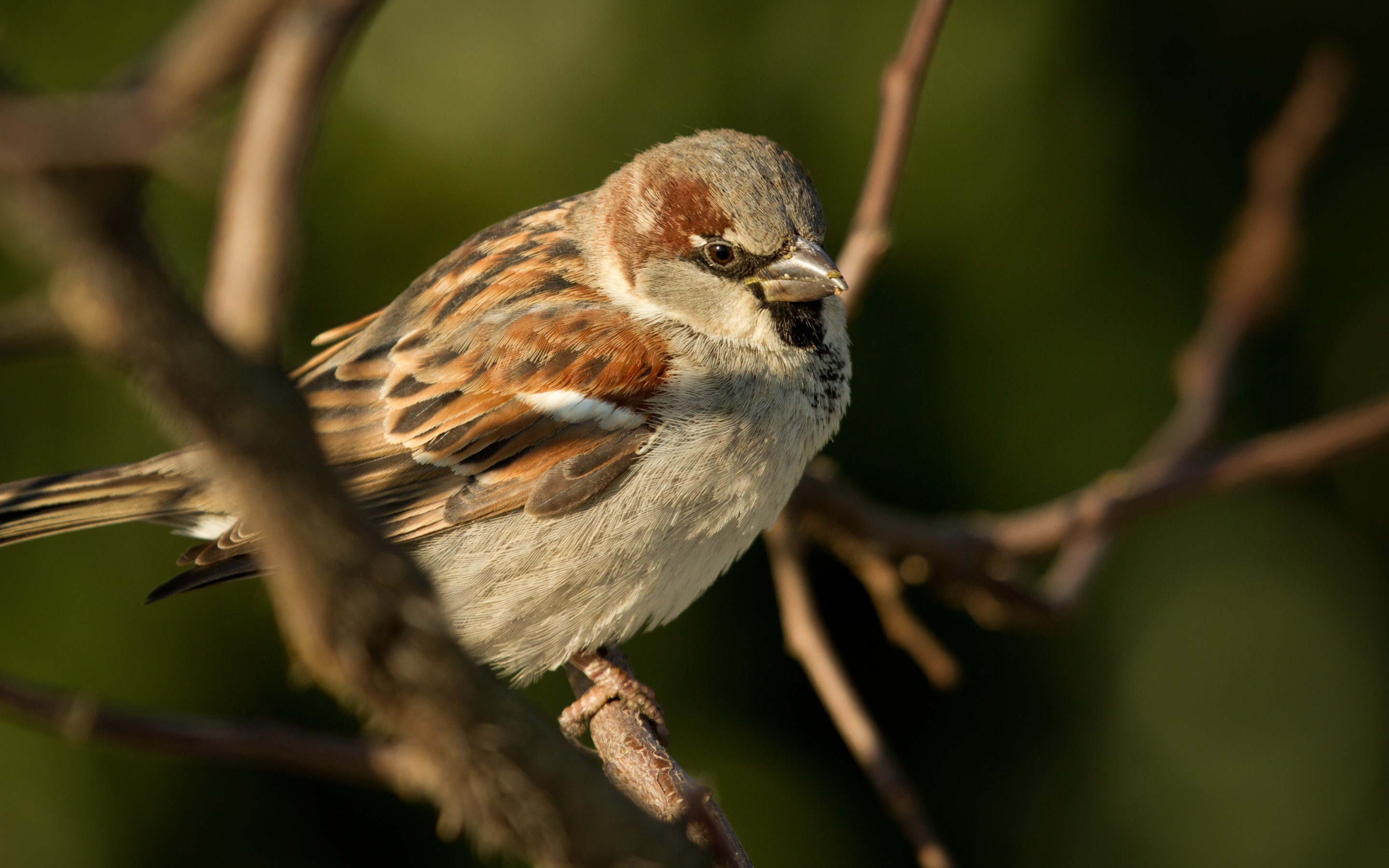 Animal Sparrow 2880x1800